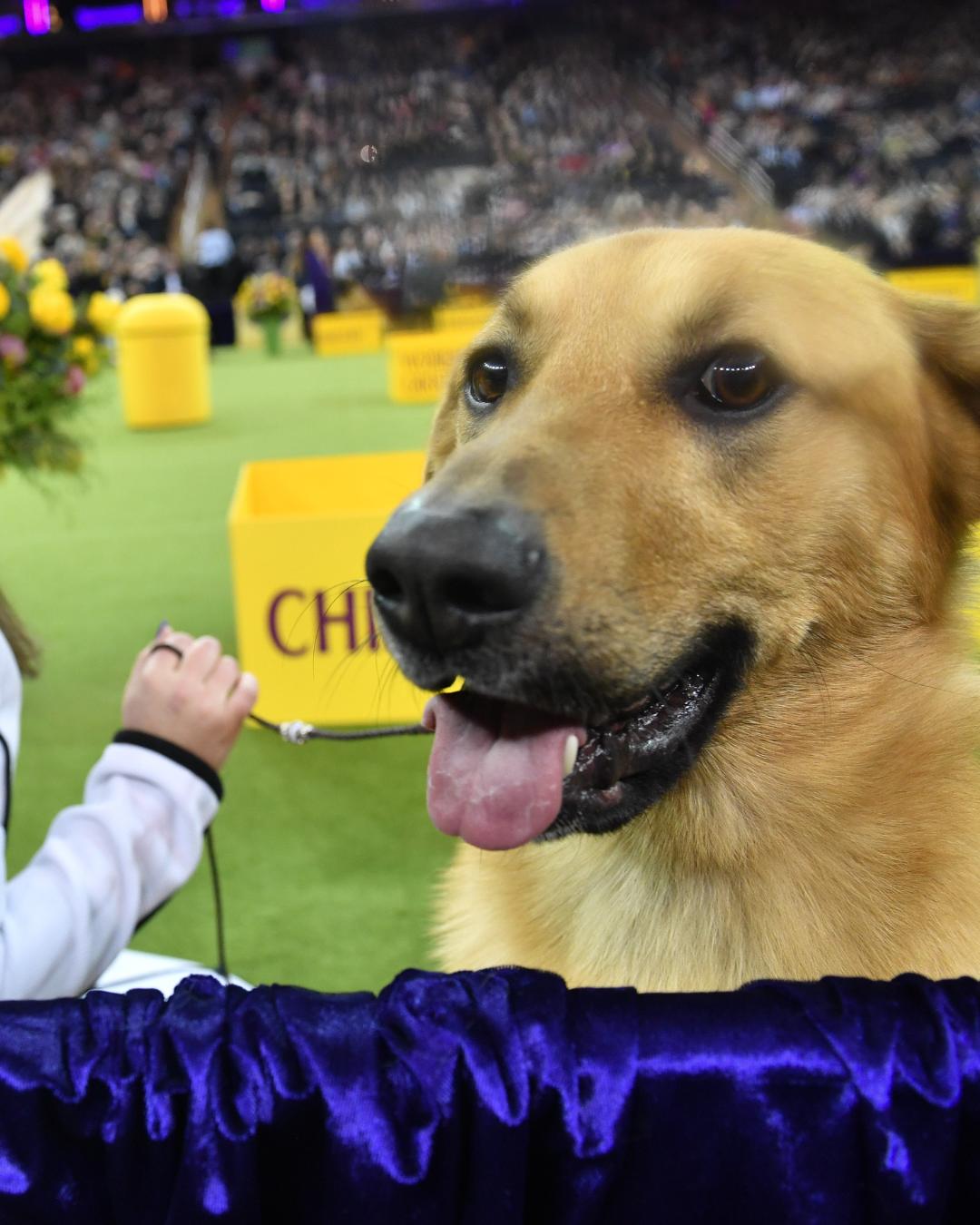 @Westminster Kennel Club