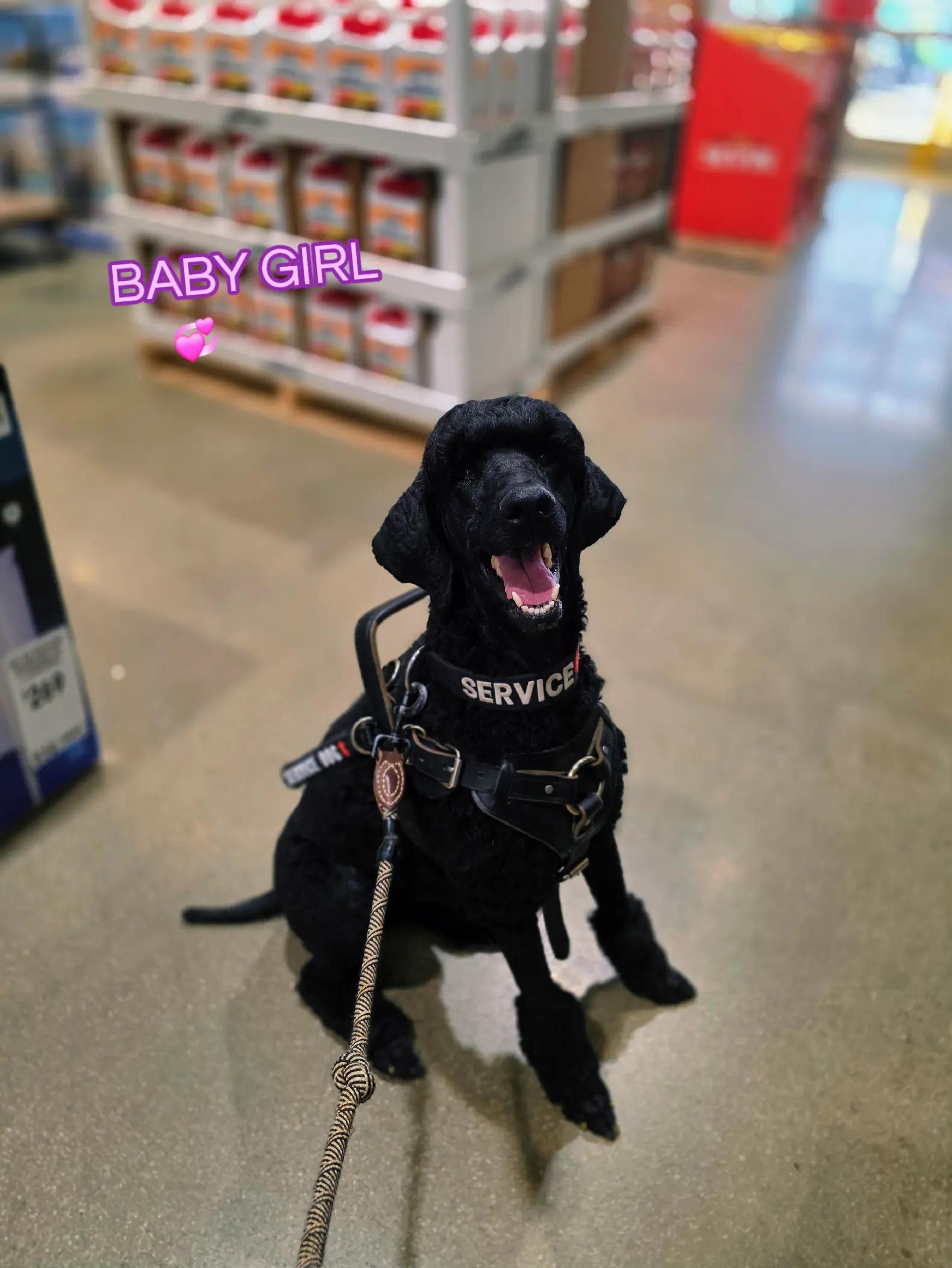 @Canine Wonders Training