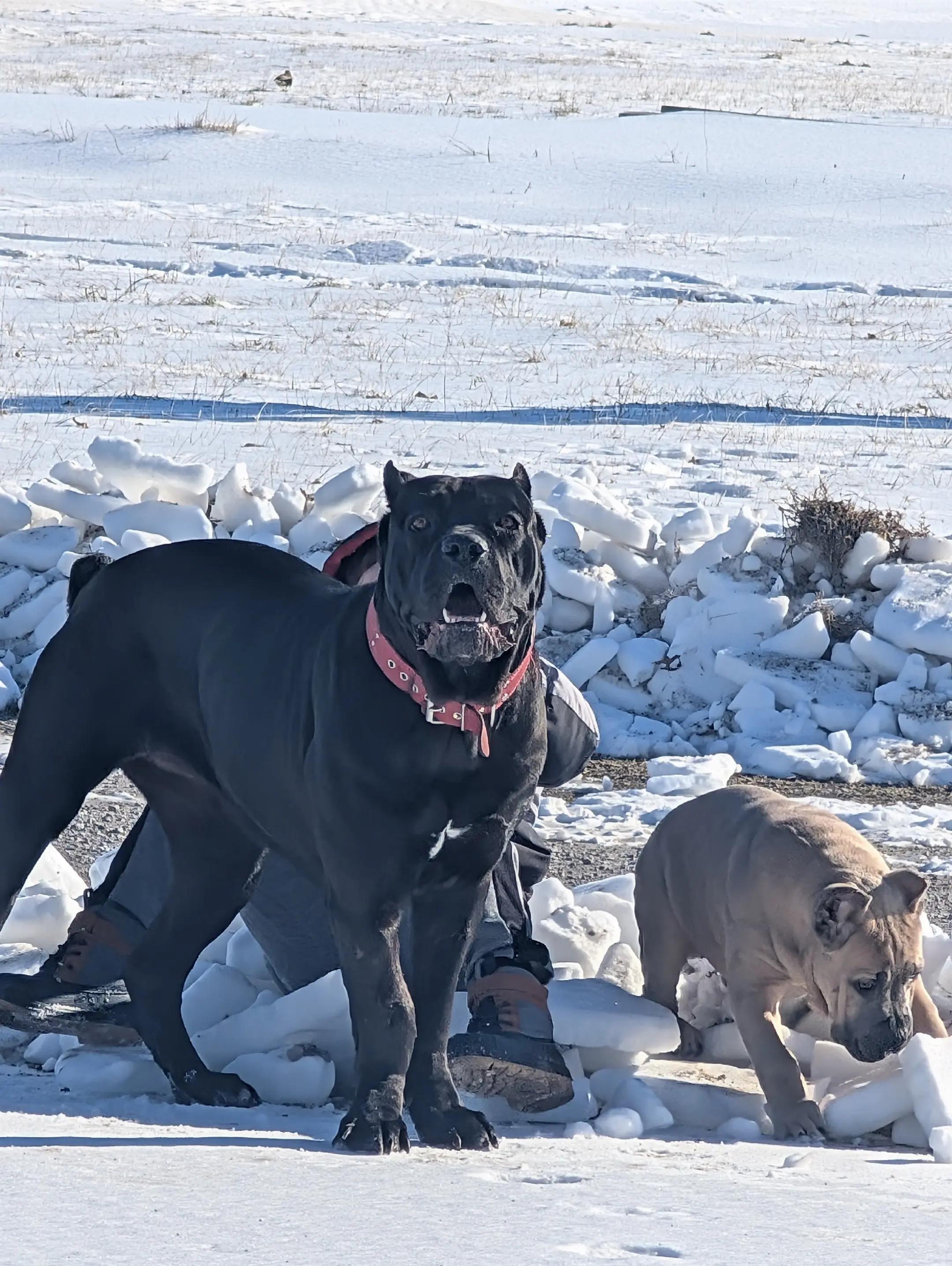 @BOOTHEEL CANE CORSO