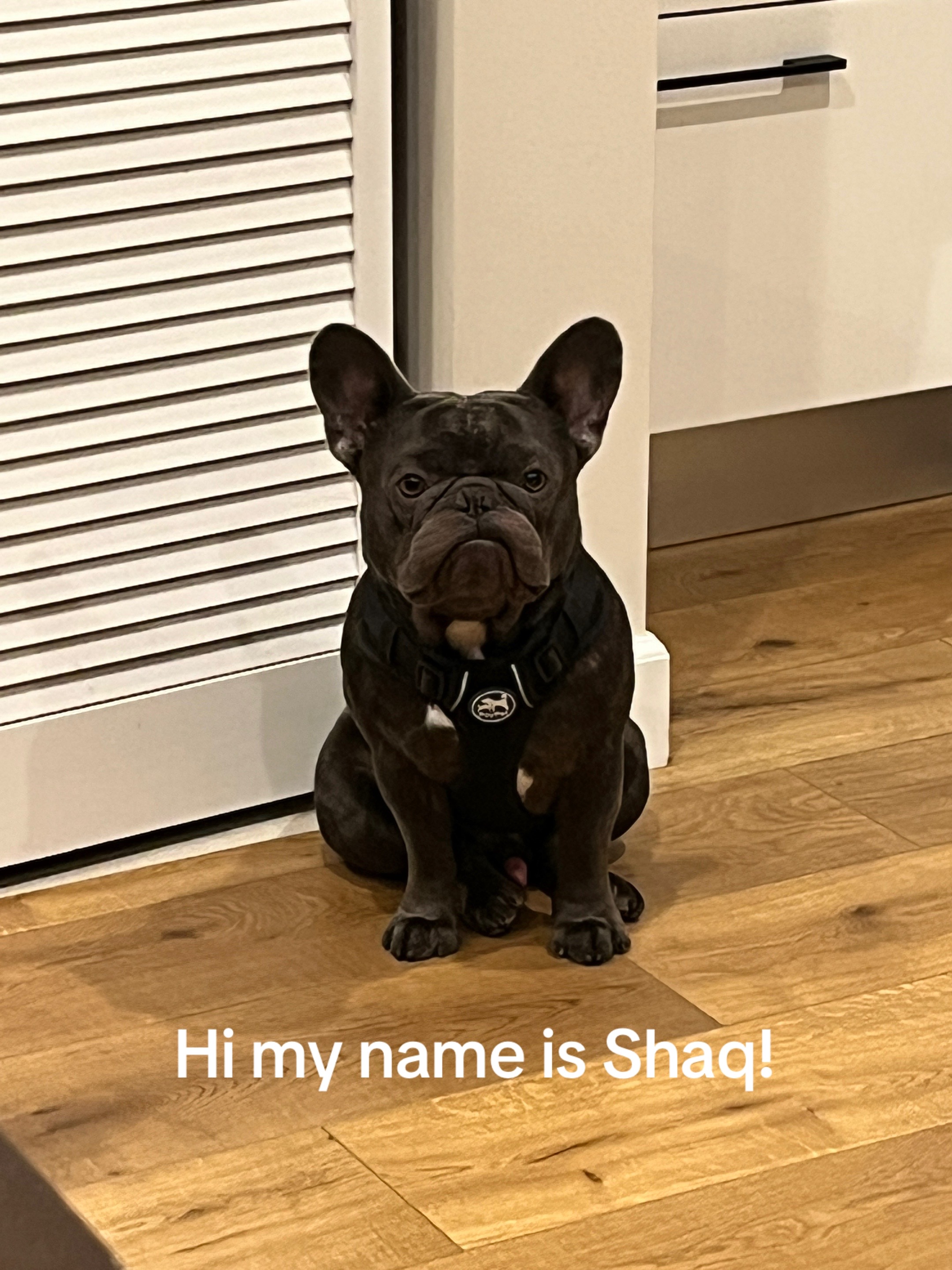 @Shaq Diesel