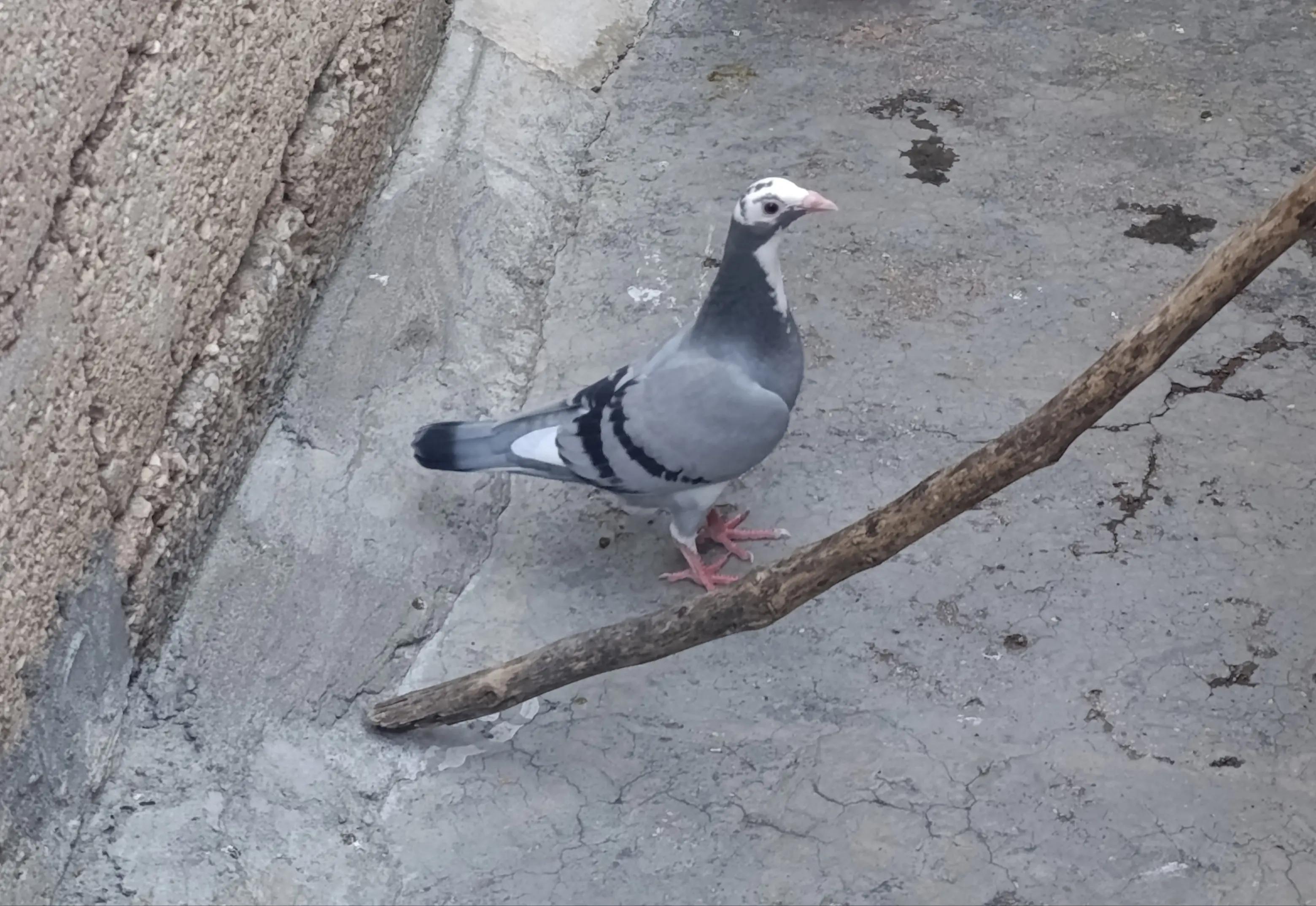 @Hasan &Ccedil;i&ccedil;ek 63