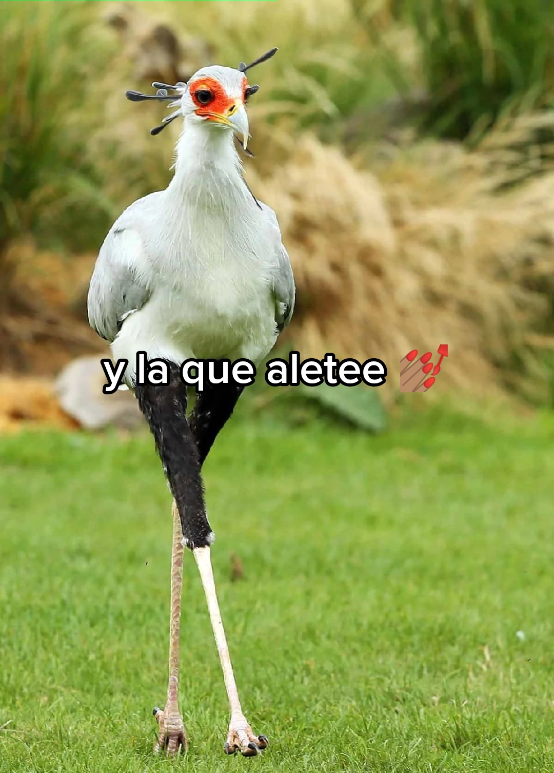 @Nano