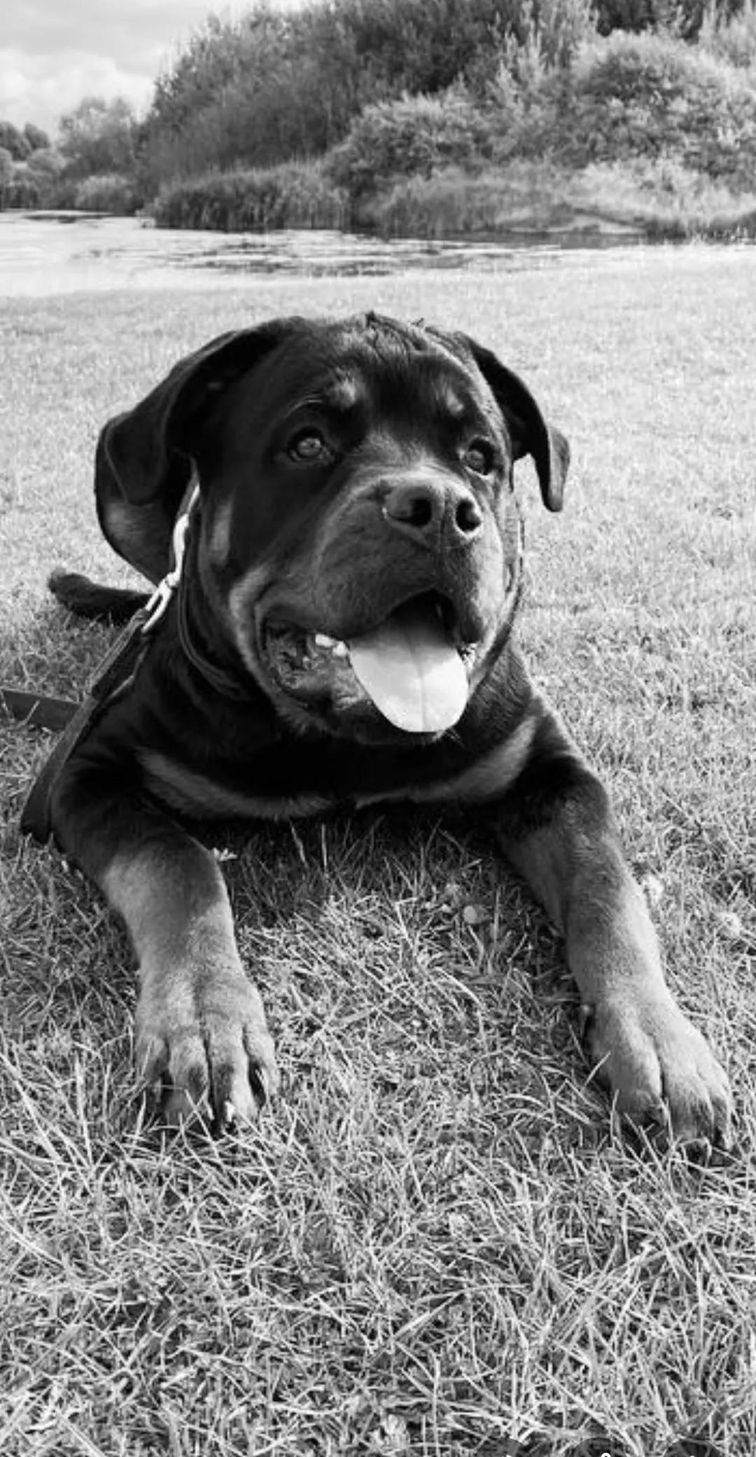 @Reggie the Rott
