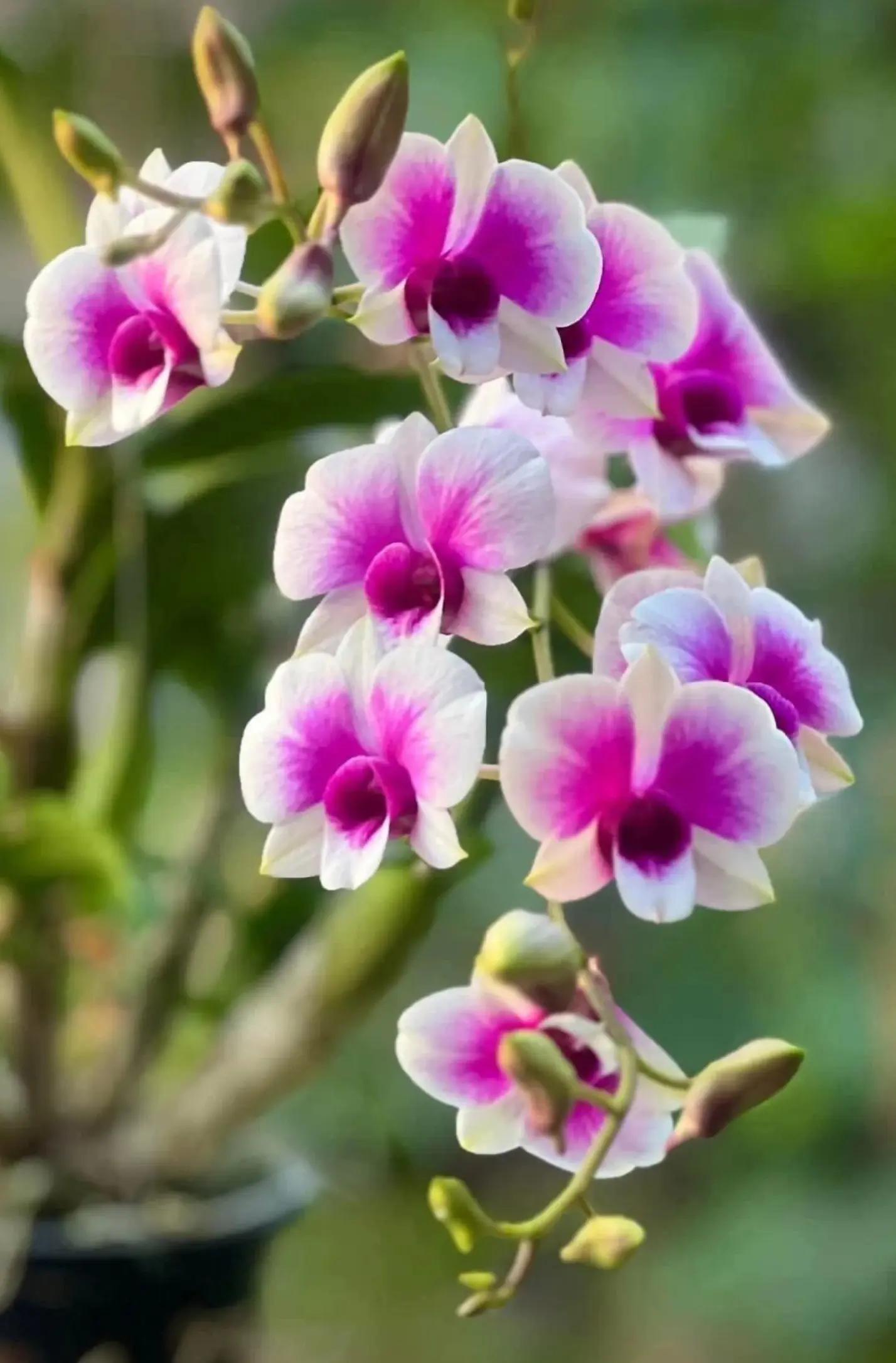 @@Anggrek_Bona
