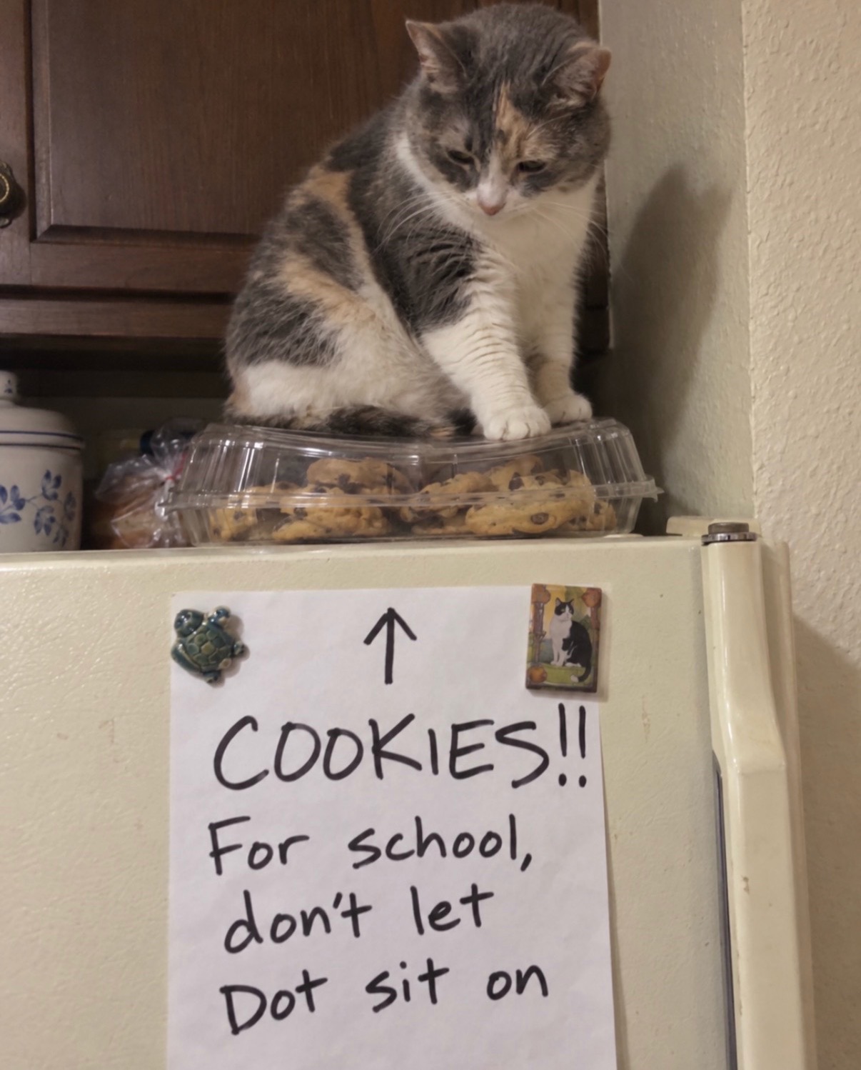 @cat memes