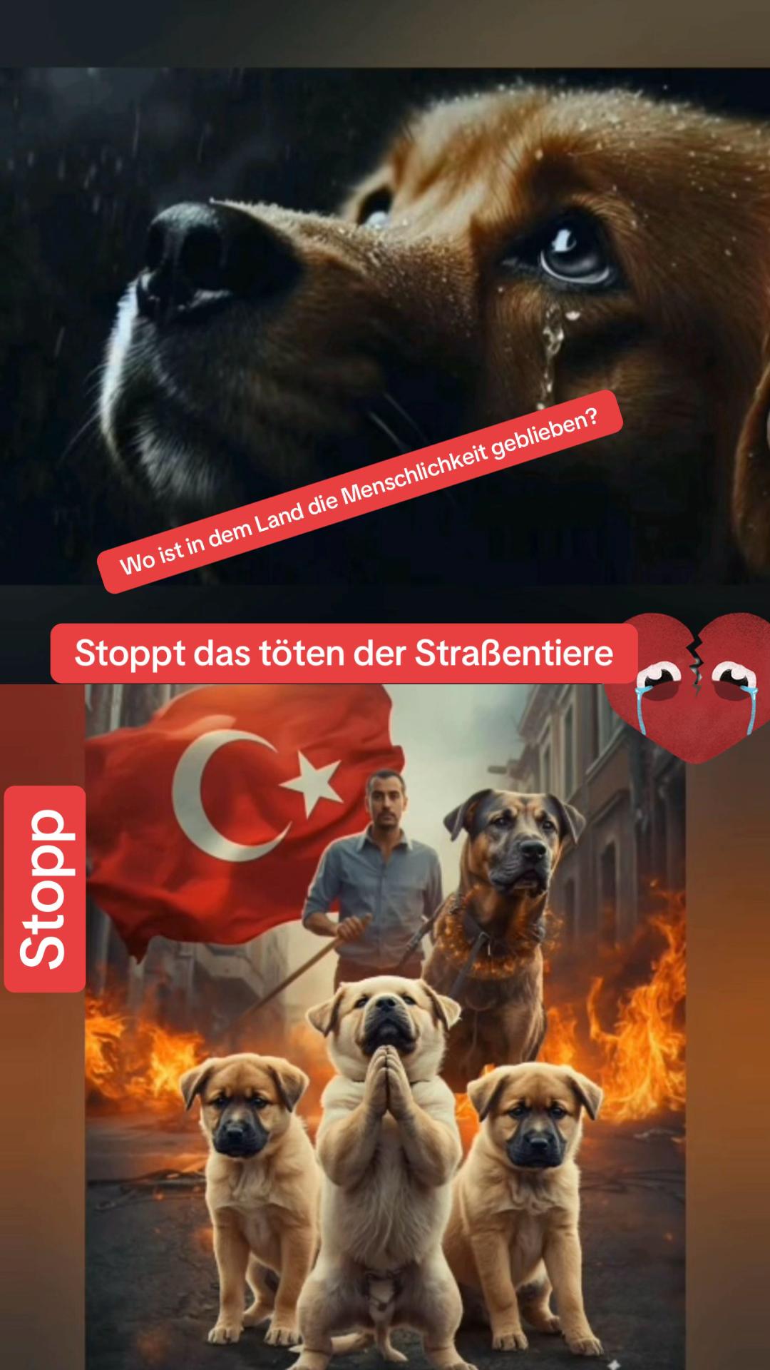 @Lua Team🐈🐕🦺Löwenherz❤️🦁