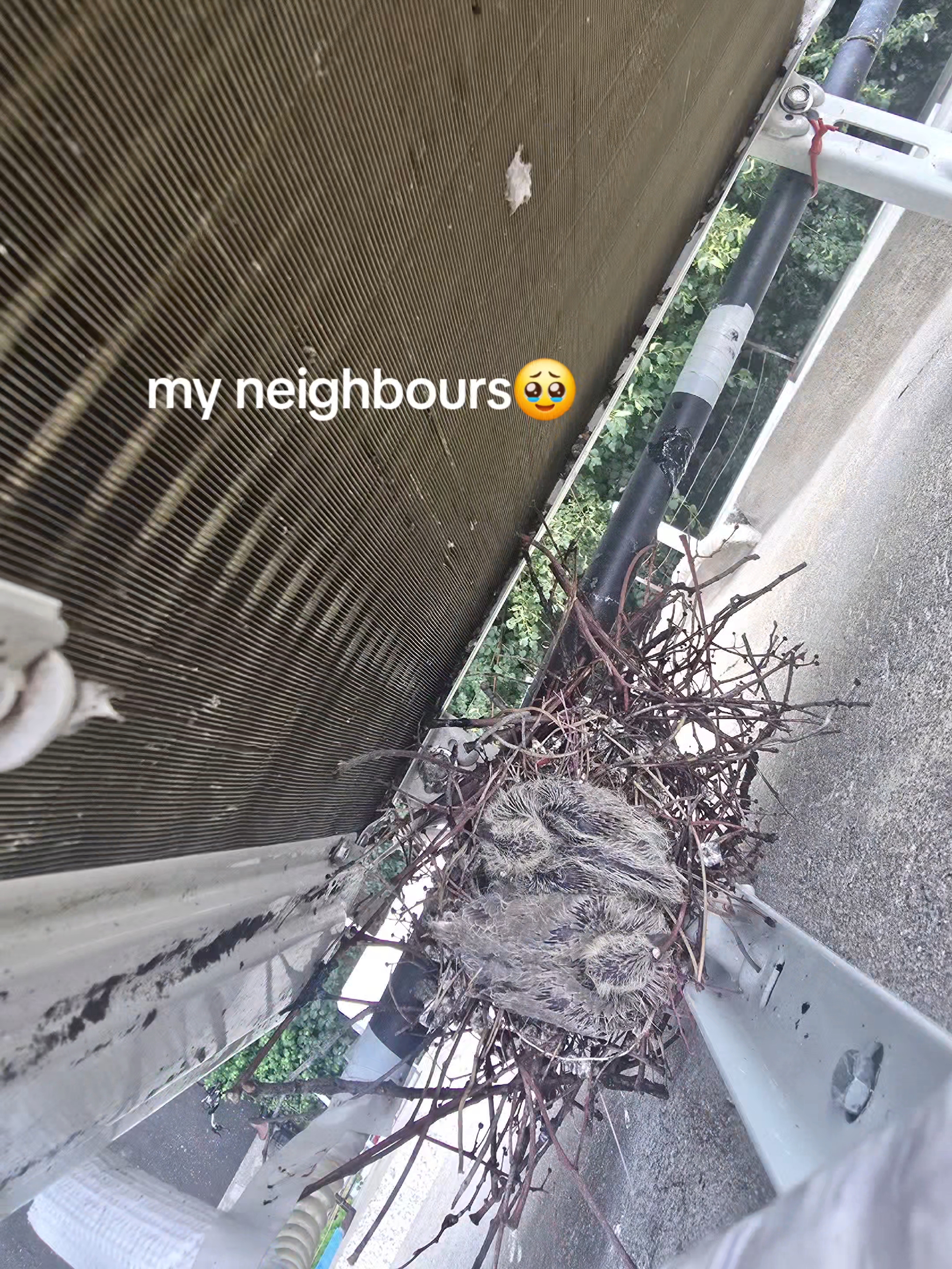 @Pigeon girl🥰🐦