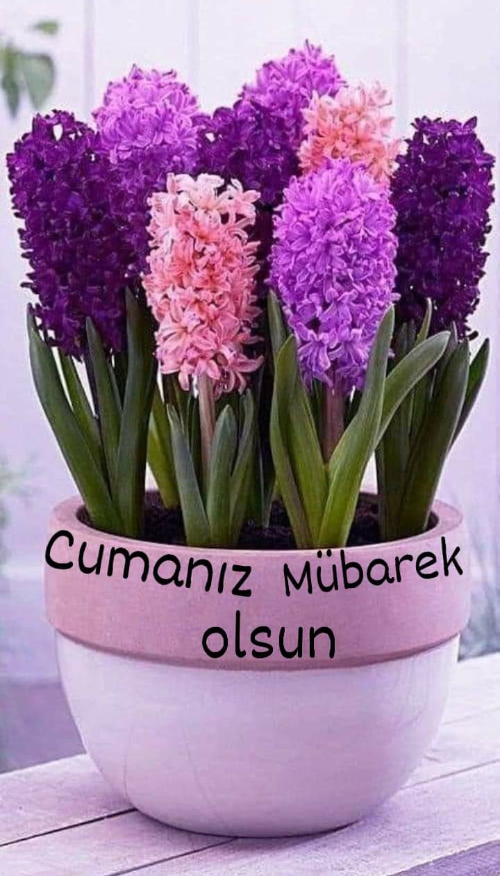 @zeliş