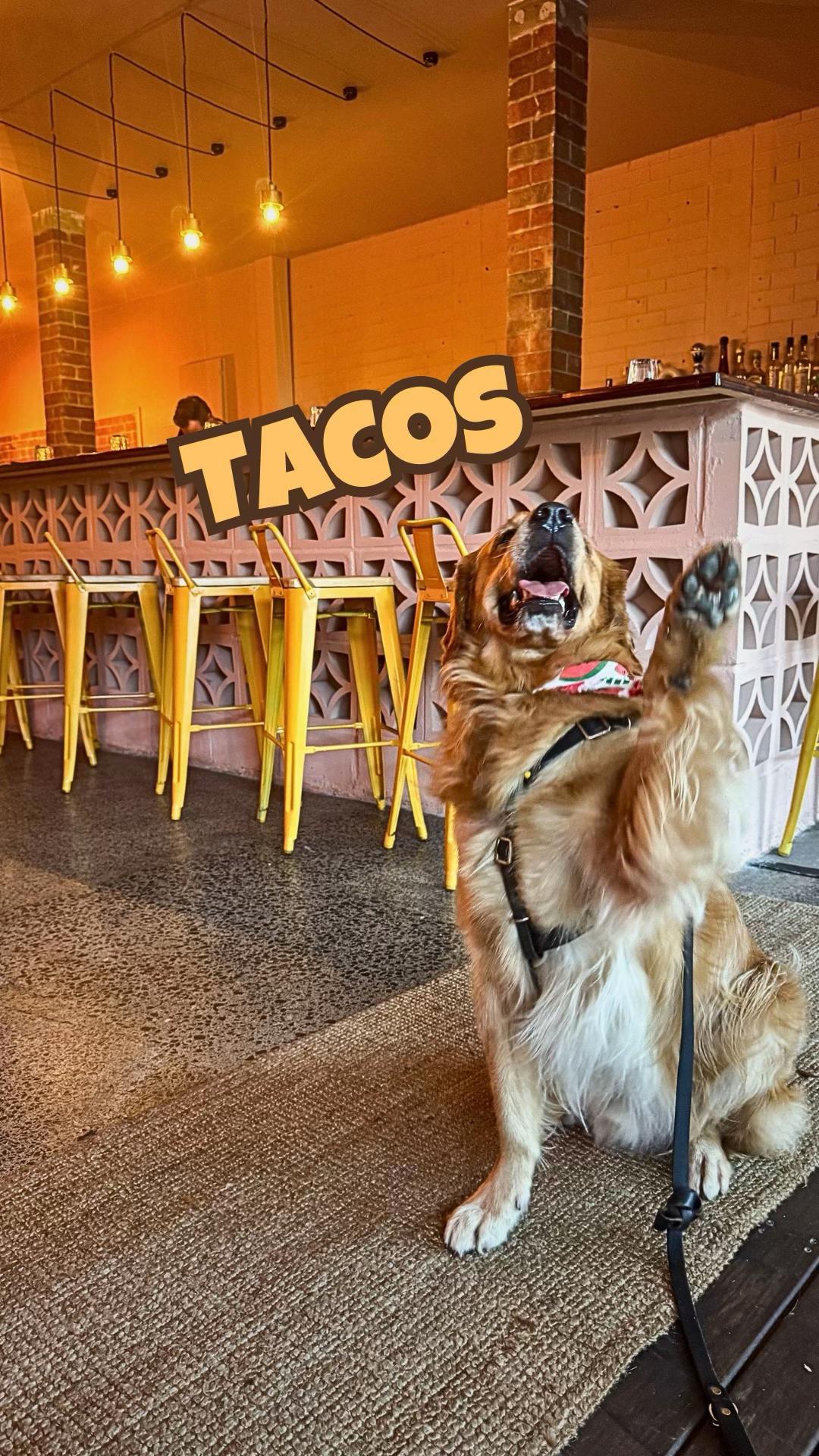 @Brisbane Dog Friendly