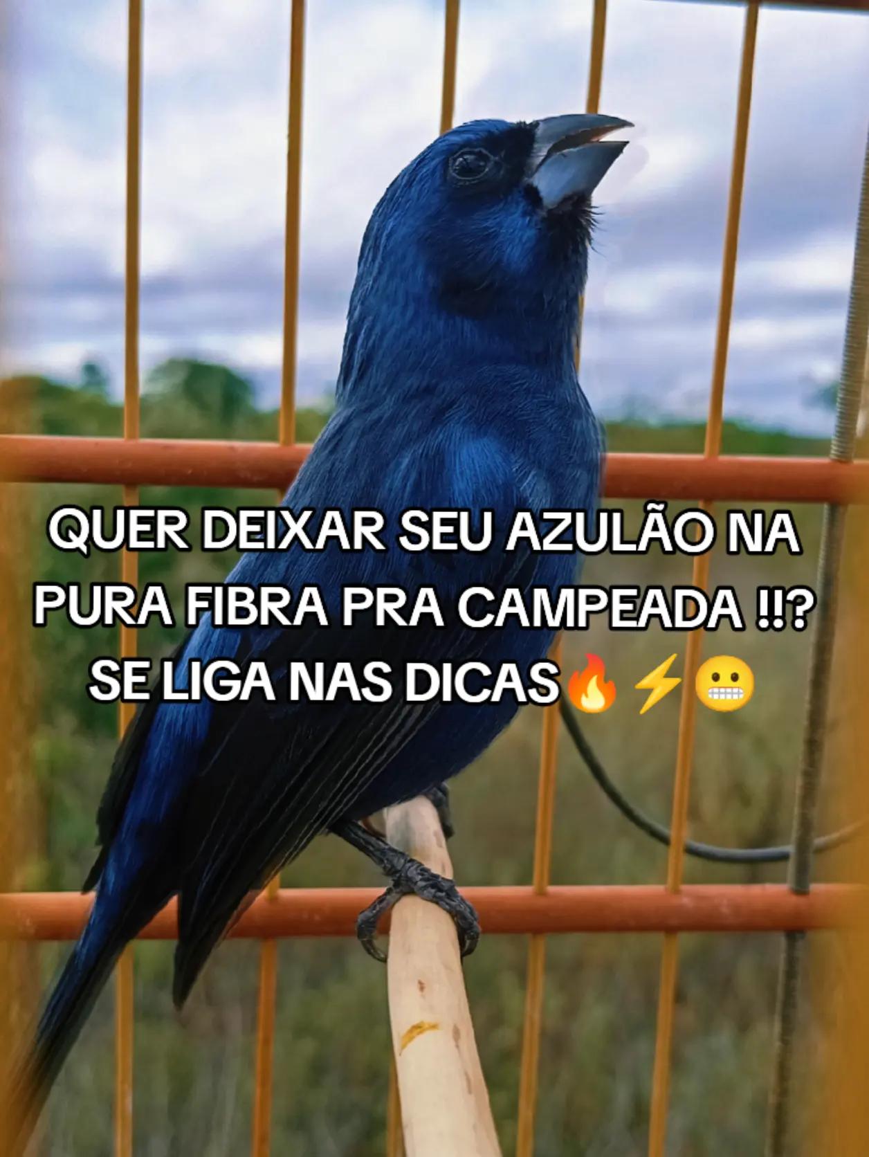 @JR_DO_AZULAOšµ