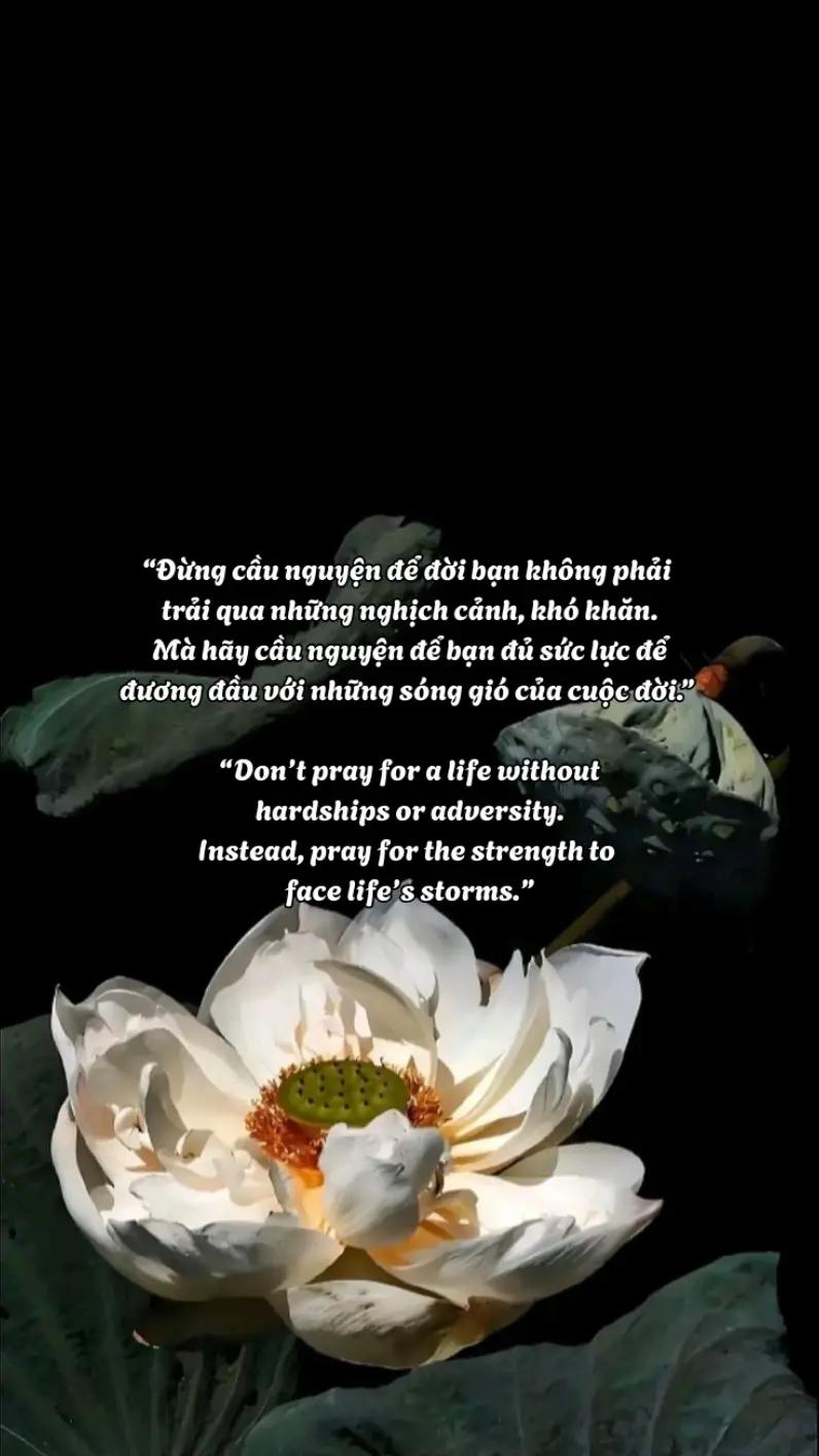 @hạt giống tâm hồn🌱