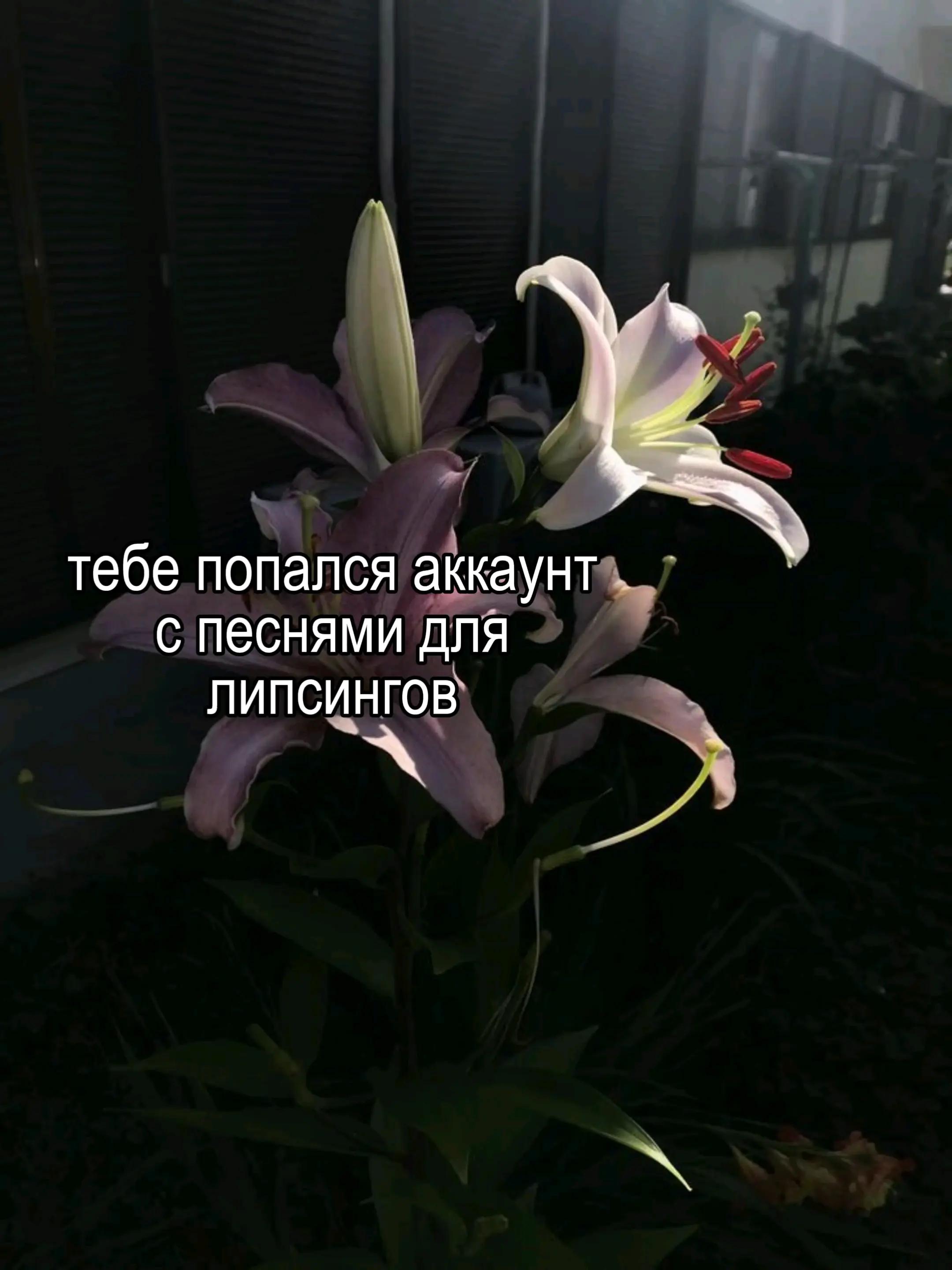 @песни для липсингов