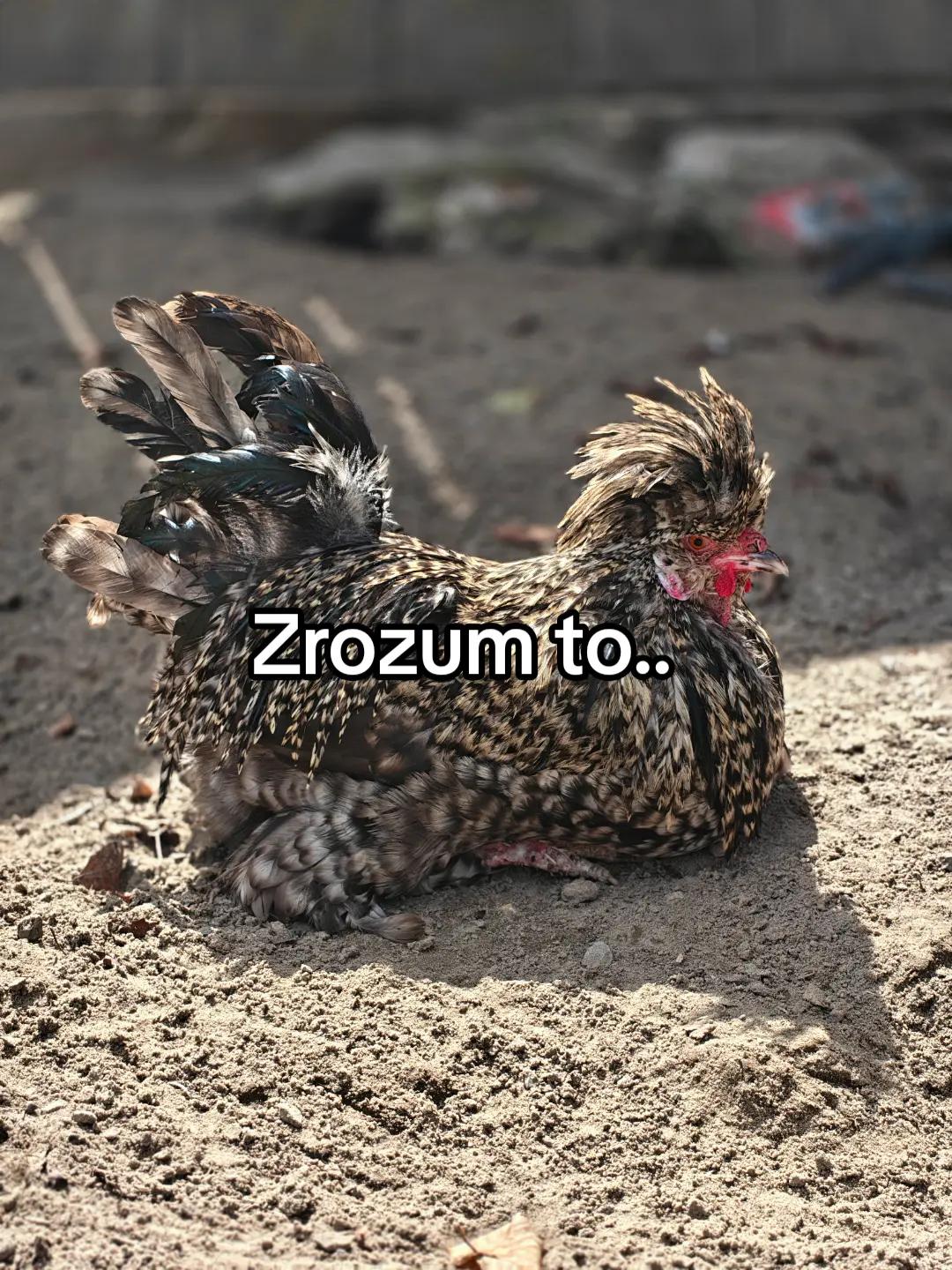 @KochamKurki❤️🐔