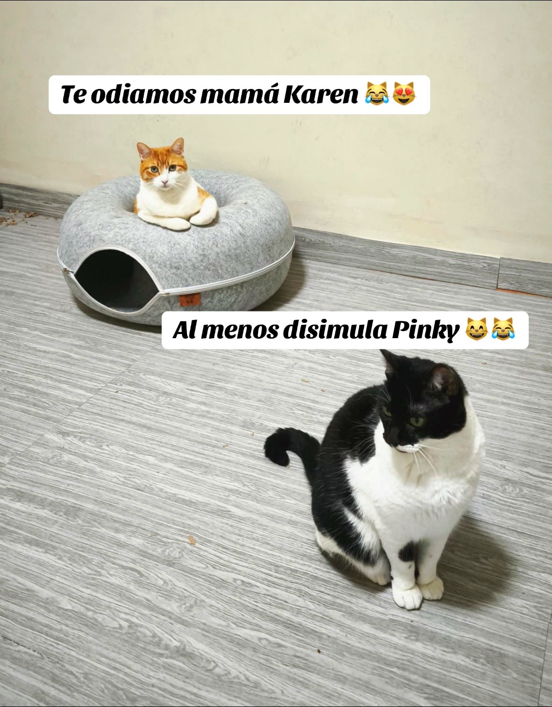 @Pinky😸&Zoe 😸& ApoloCat 😻