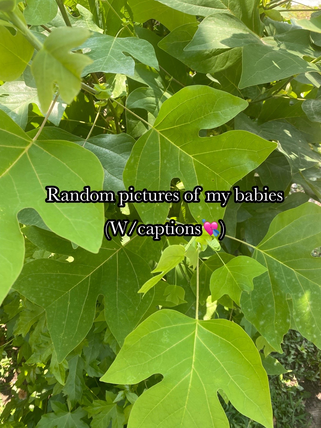 @&bull;🍯🥧🤍&bull;