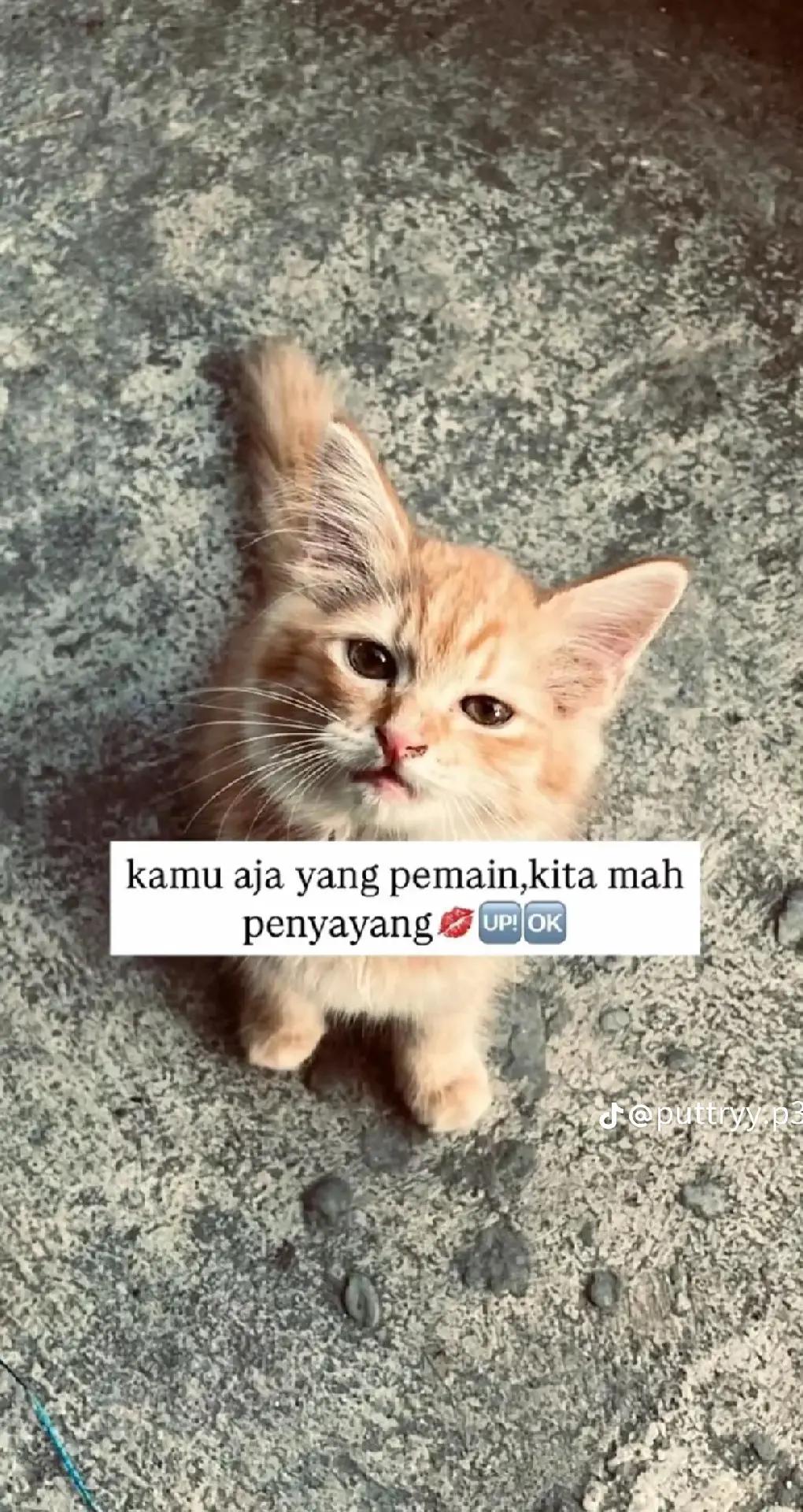 @ikaaa