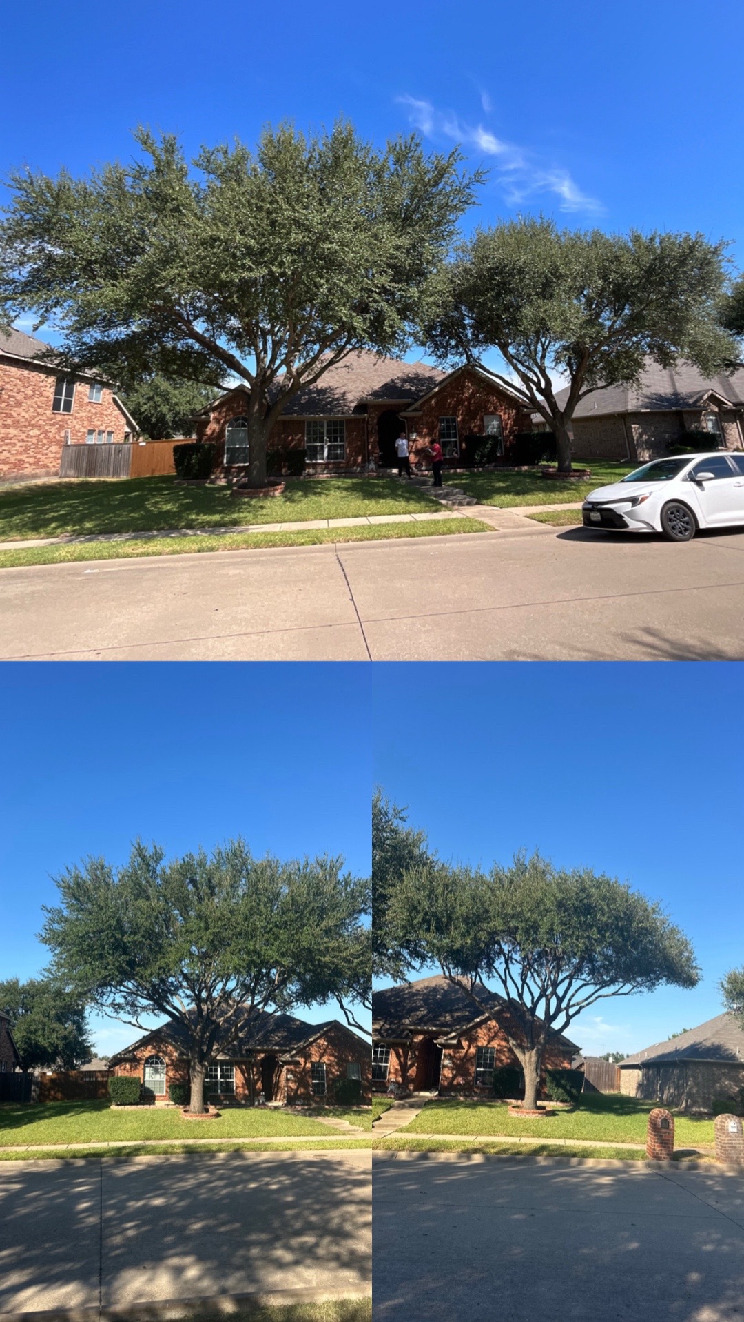 @Live Oak Tree Service