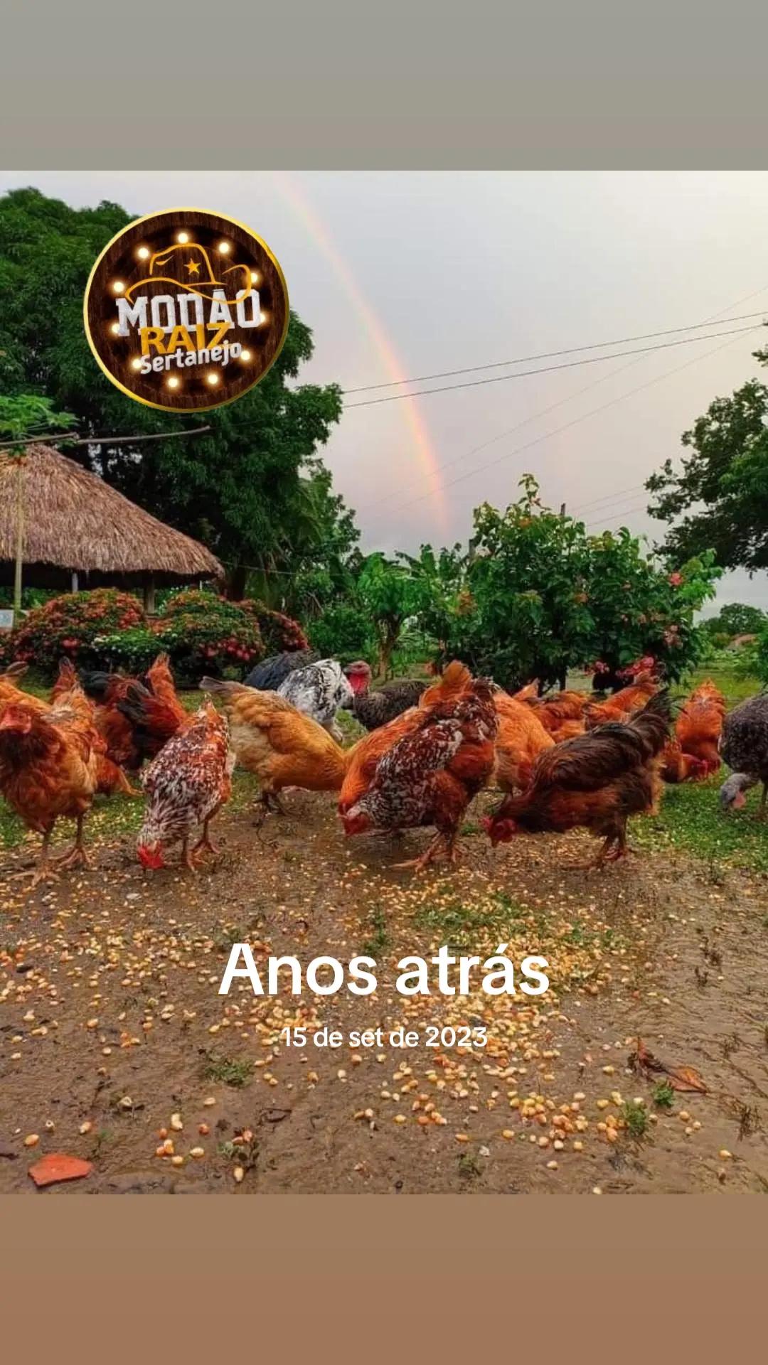 @Mod&atilde;o Raiz - Sertanejo 🎶