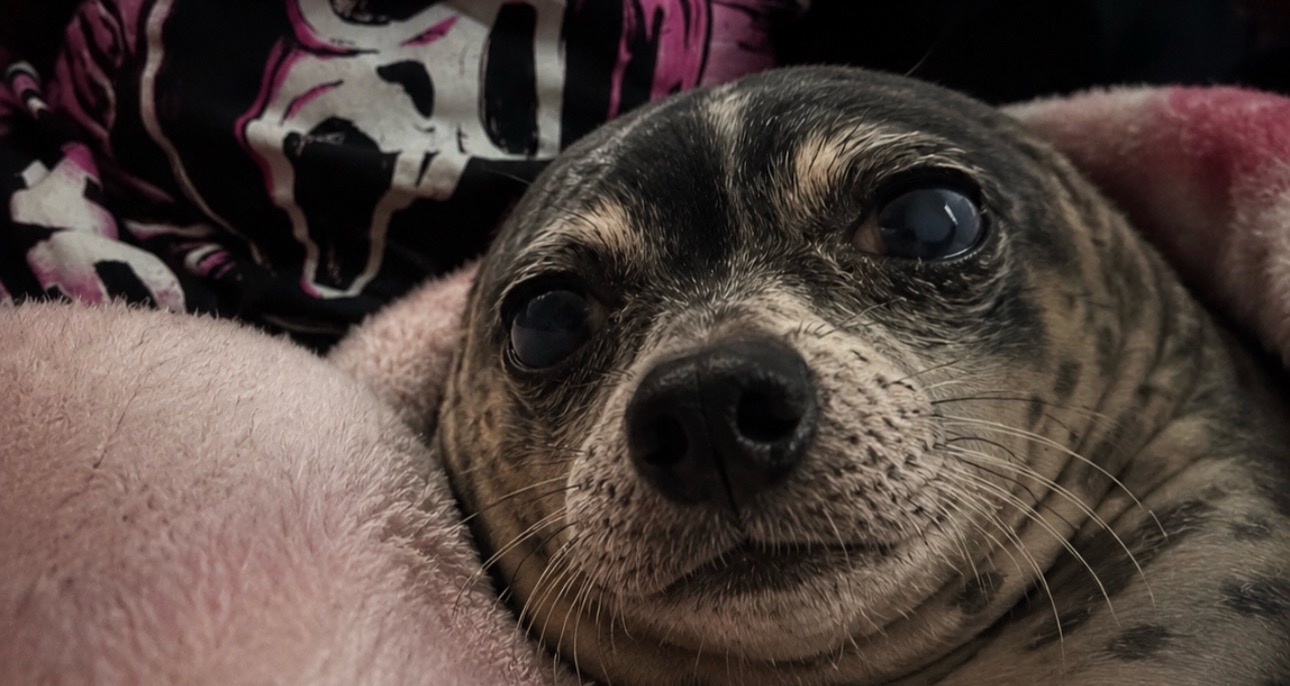 @𝕿𝖗𝖎𝖝 𝖂𝖎𝖓𝖈𝖍𝖊𝖘𝖙𝖊𝖗