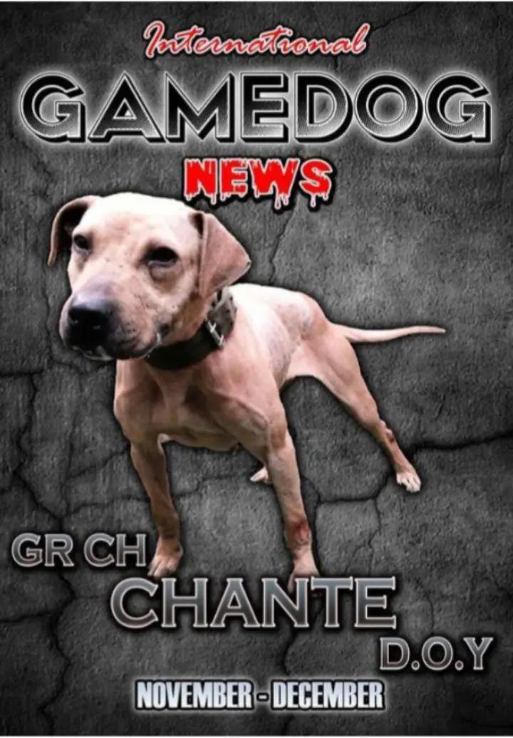 @SAAPBT_GAMEDOGS
