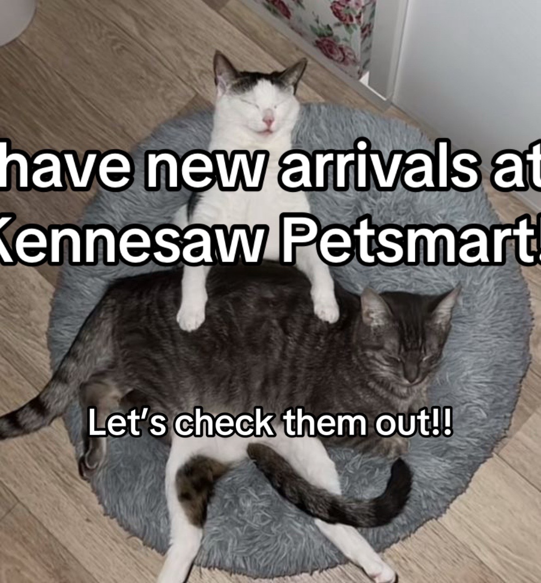 @KittyAngelRescue