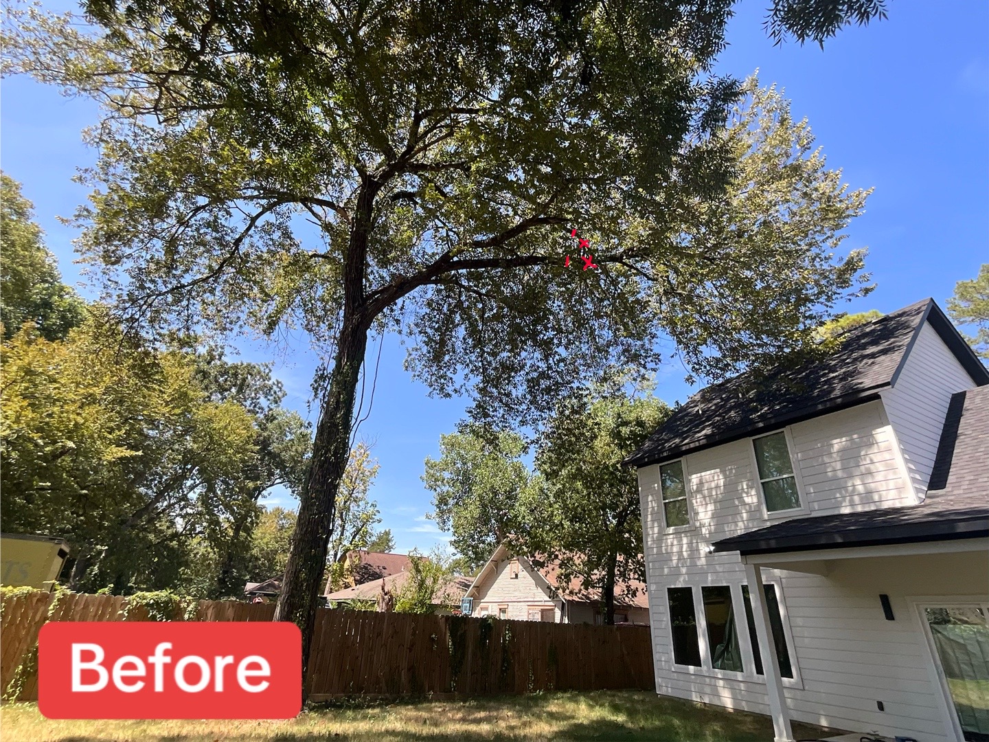 @Live Oak Tree Service