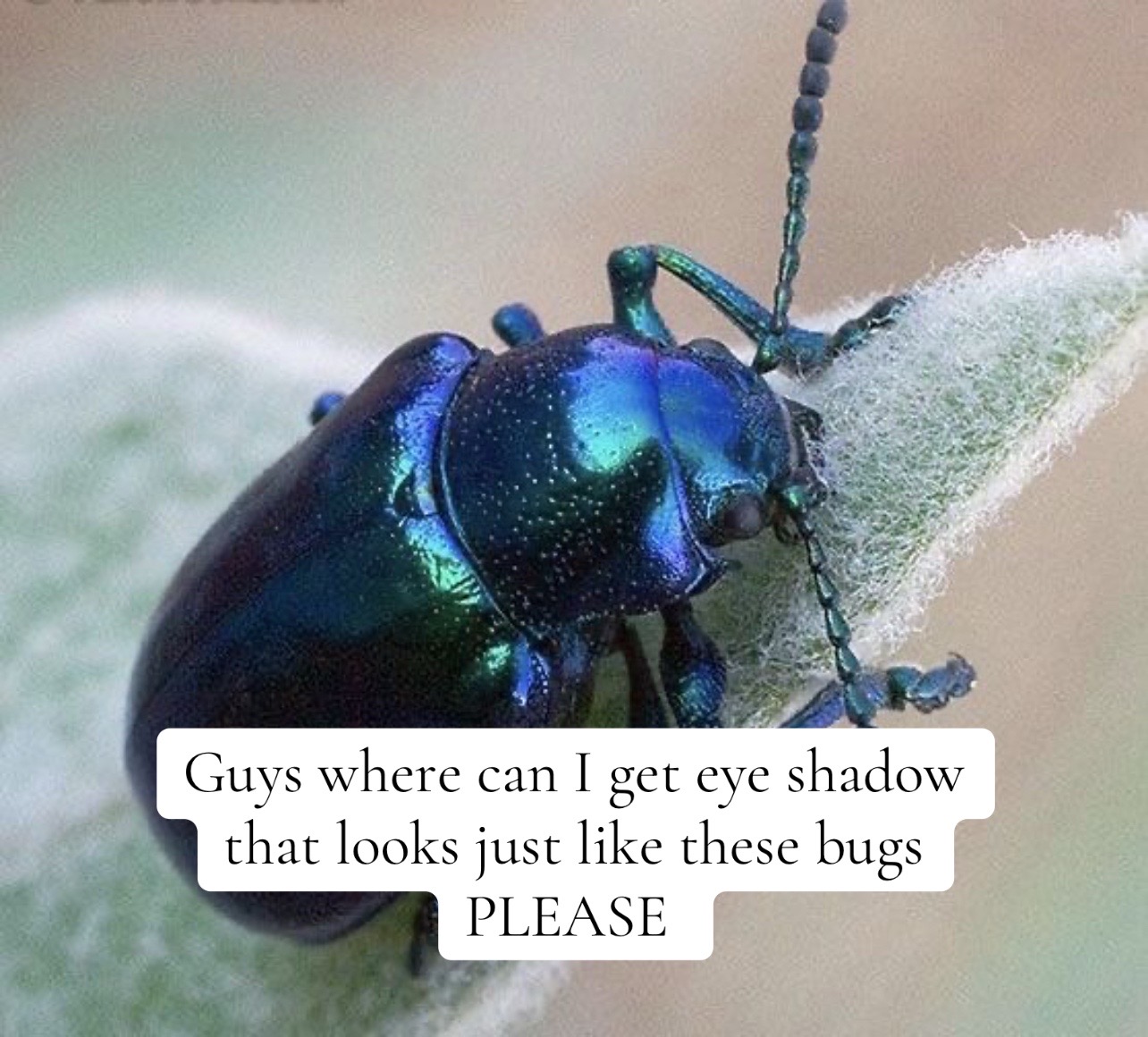 @⚨ꕥ✧𝒩𝑜𝑒𝓁 𝄞ꕥ𓆣