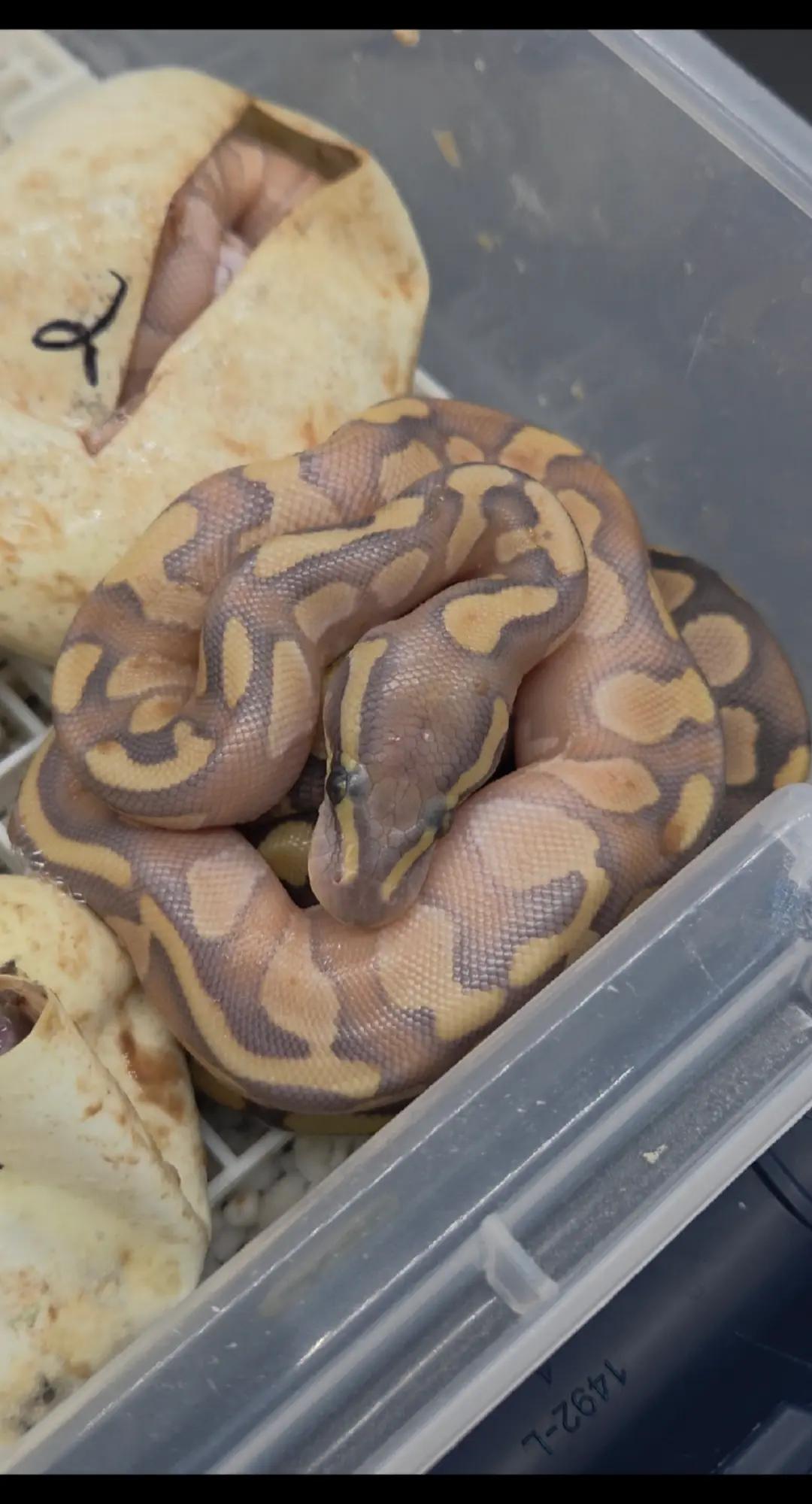 @Rikers Reptiles