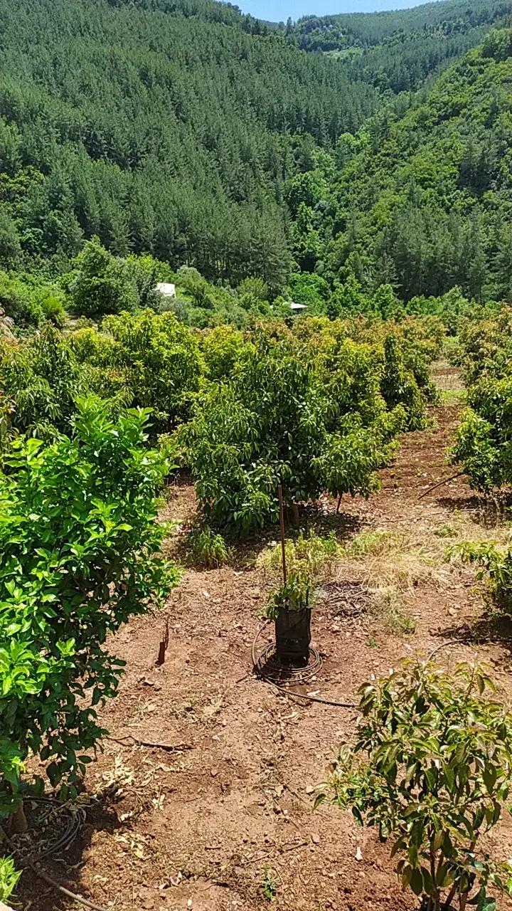 @Nursel Aydoğan