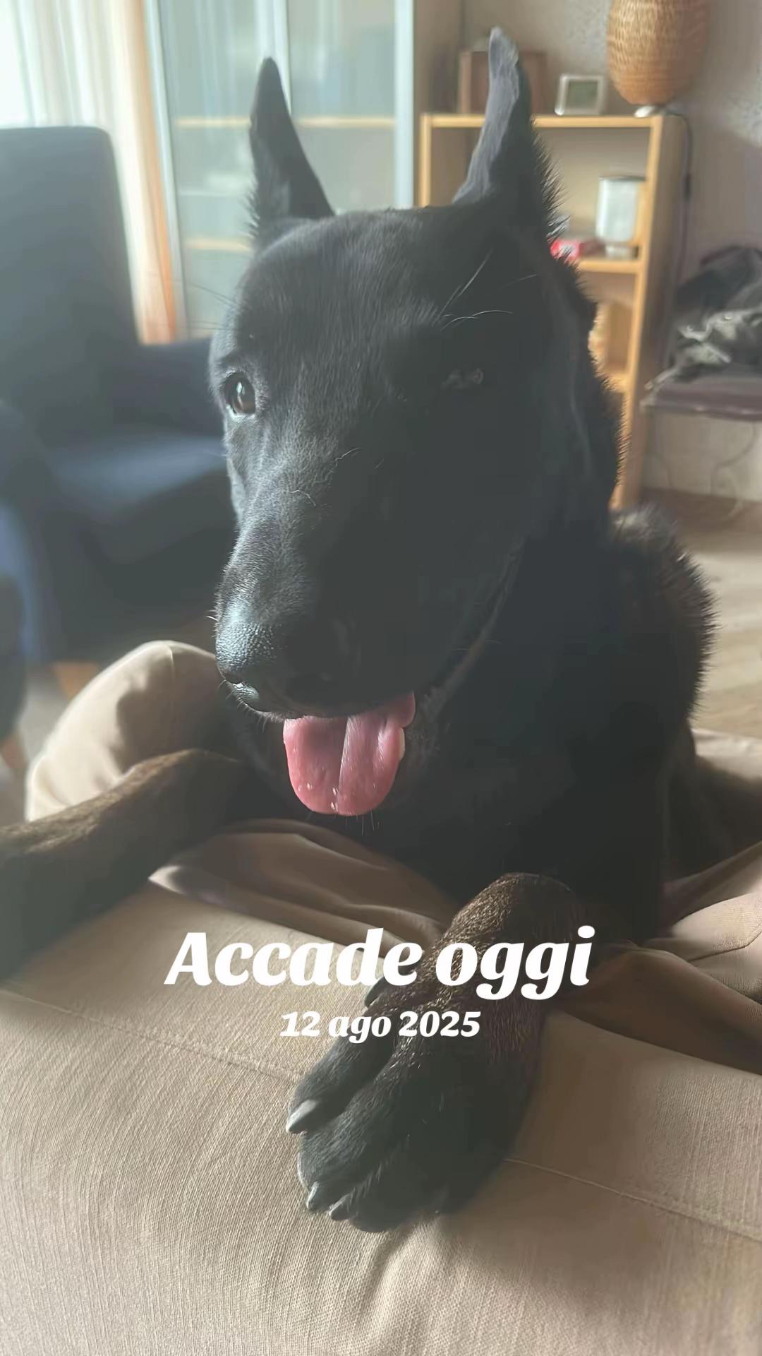 @ULLR&HEL Malinois