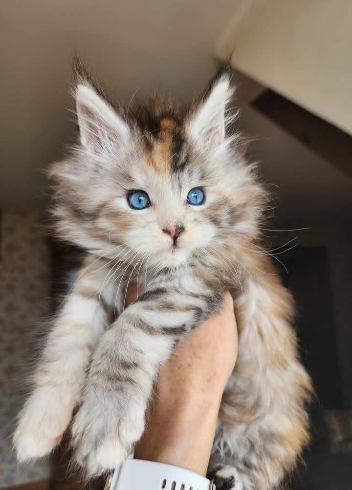 @Maine Coon Kittens