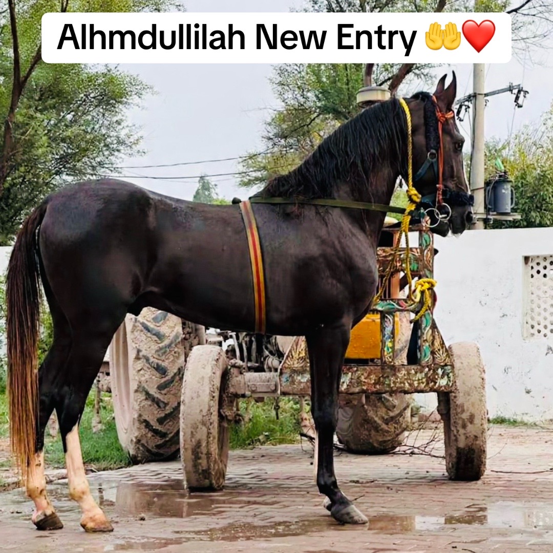 @ملک ابراھیم اعوان⚜️