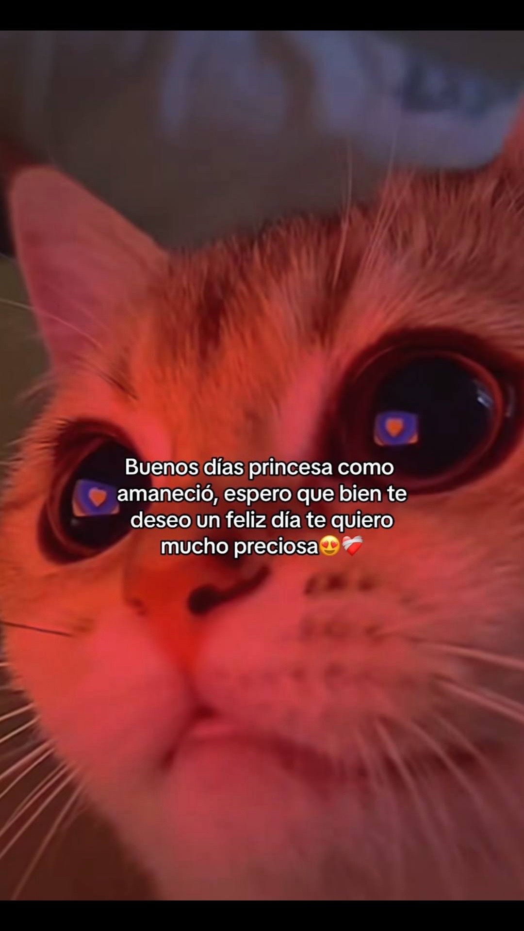 @Cangry Pdc