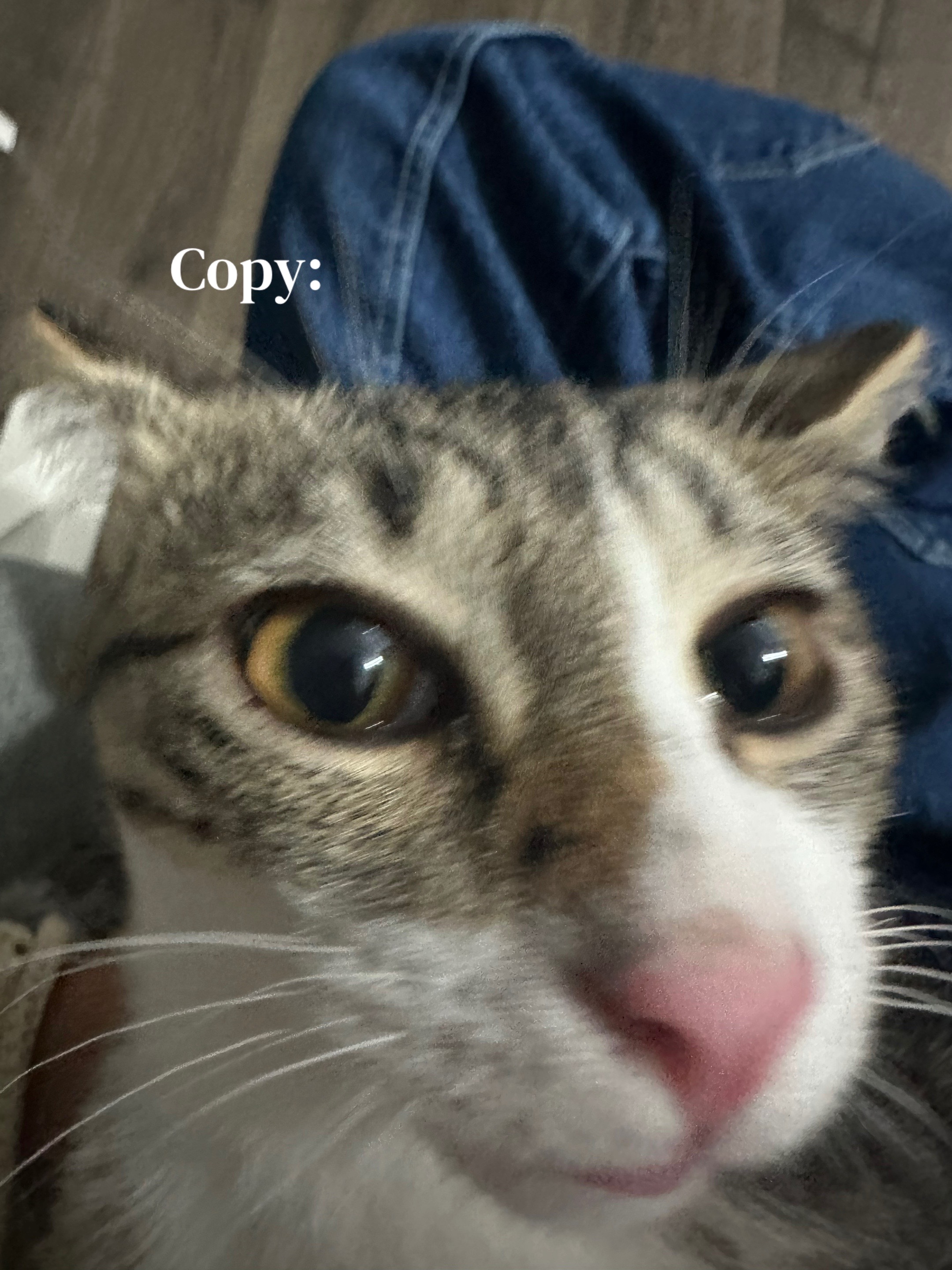 @Gary🐈&zwj;⬛&Luna🐈