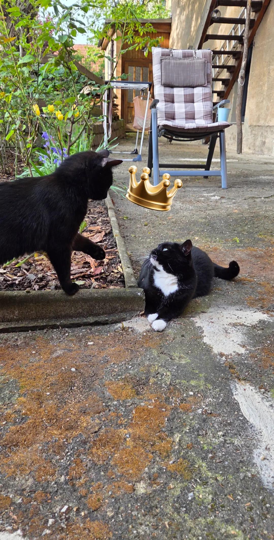 @👑😼Malia Die Königin😼👑
