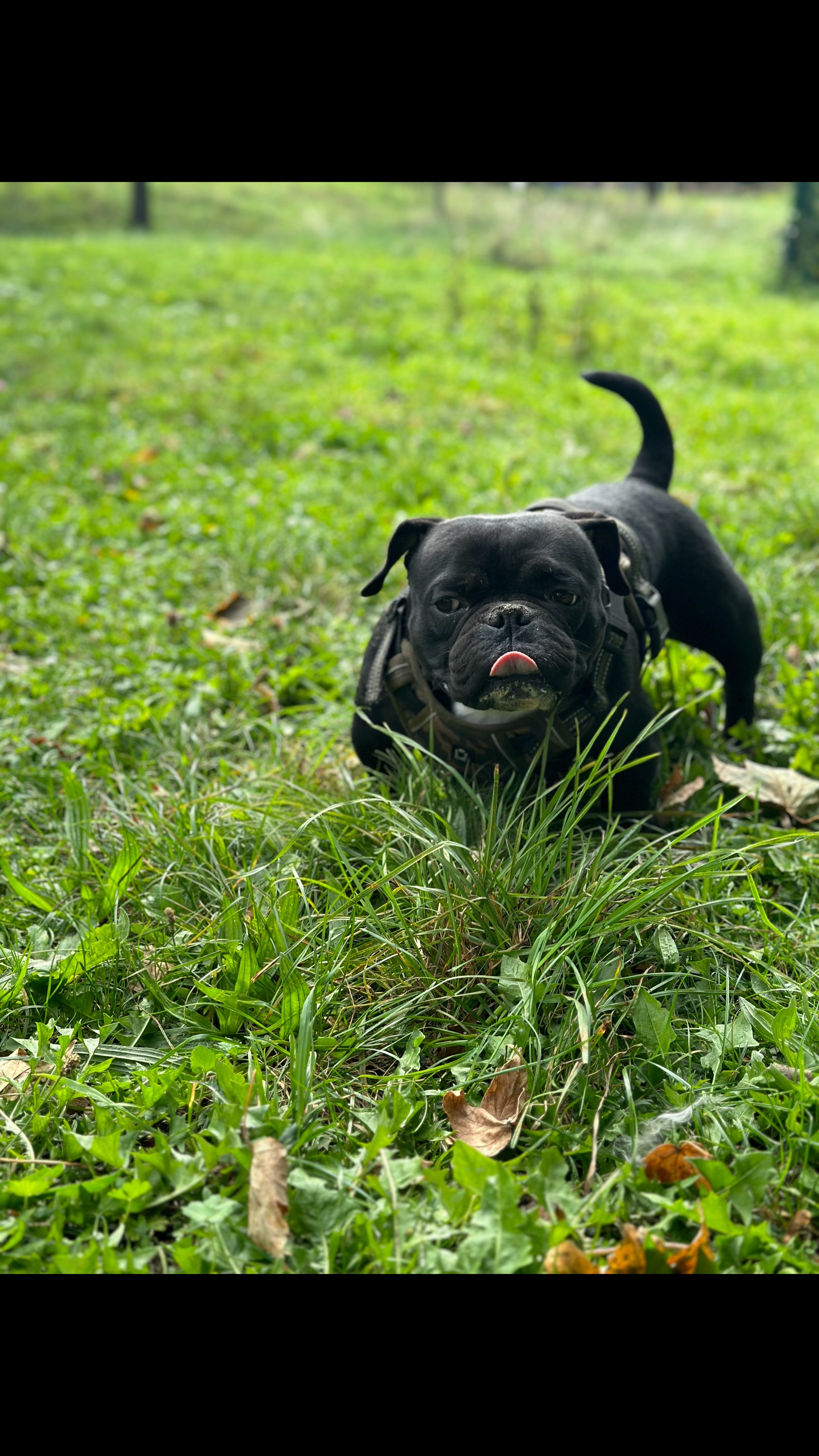 @mosthigh.bullycamp