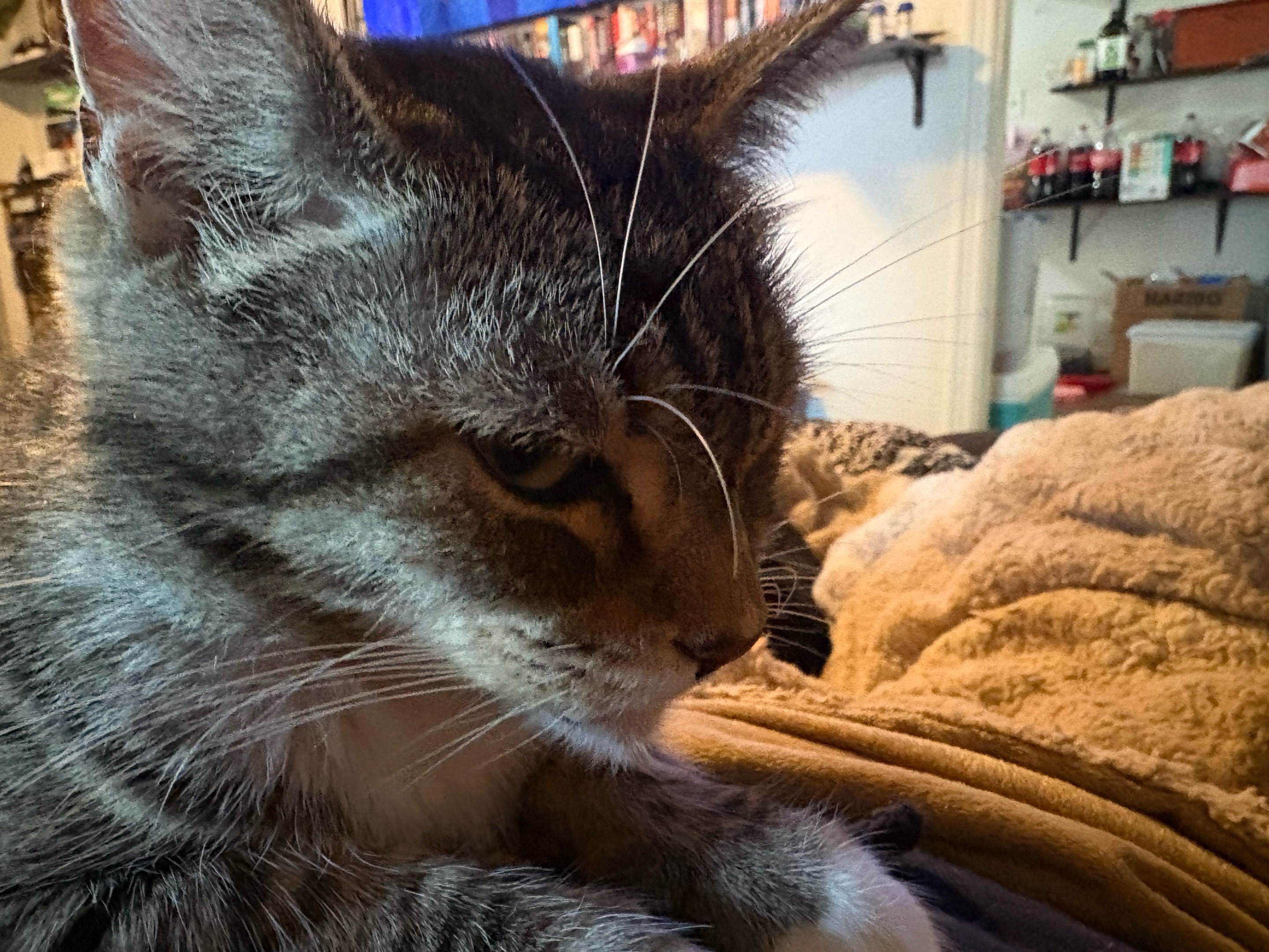 @Just another cat lady…