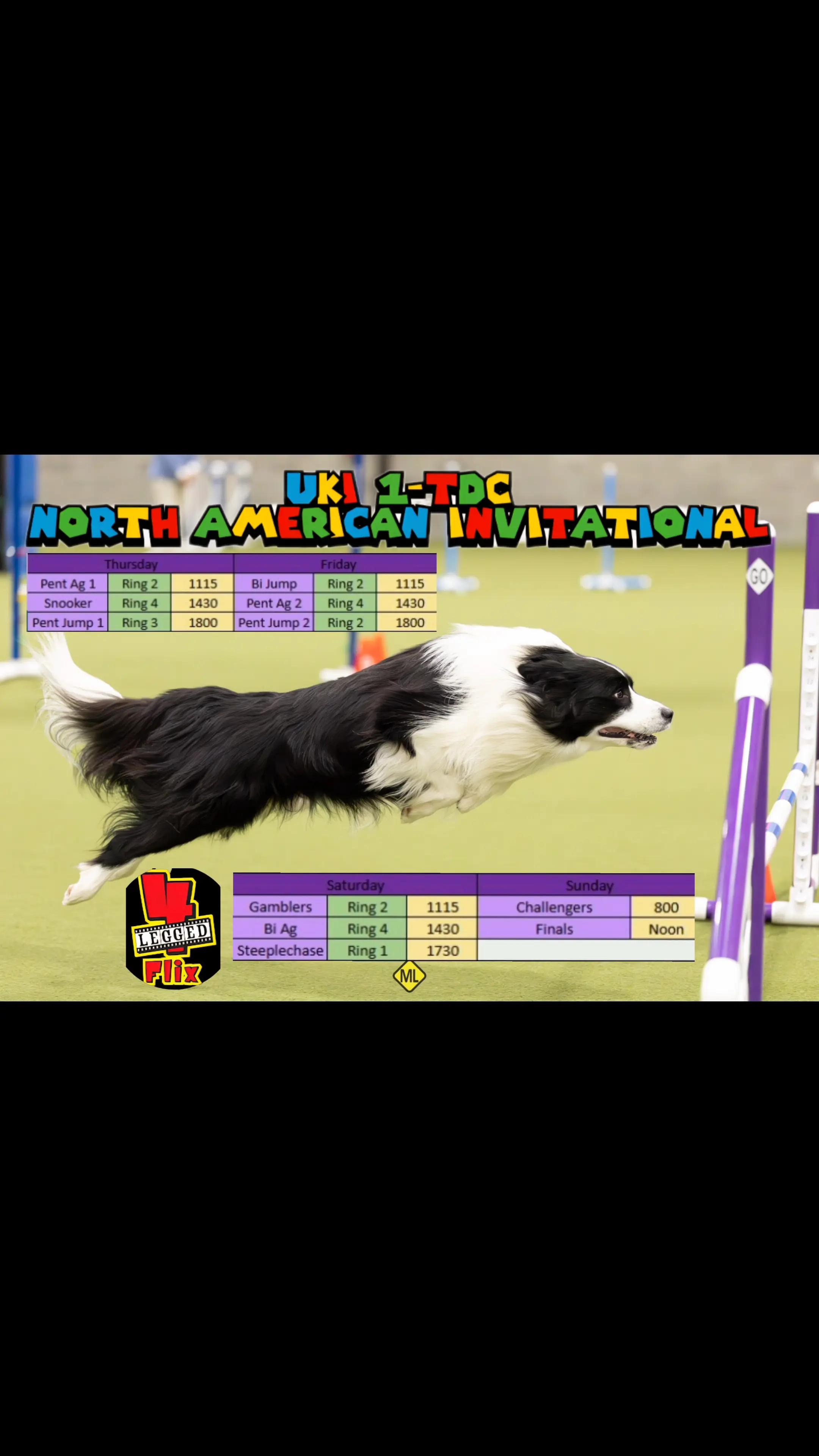@Yoshi Border Collie