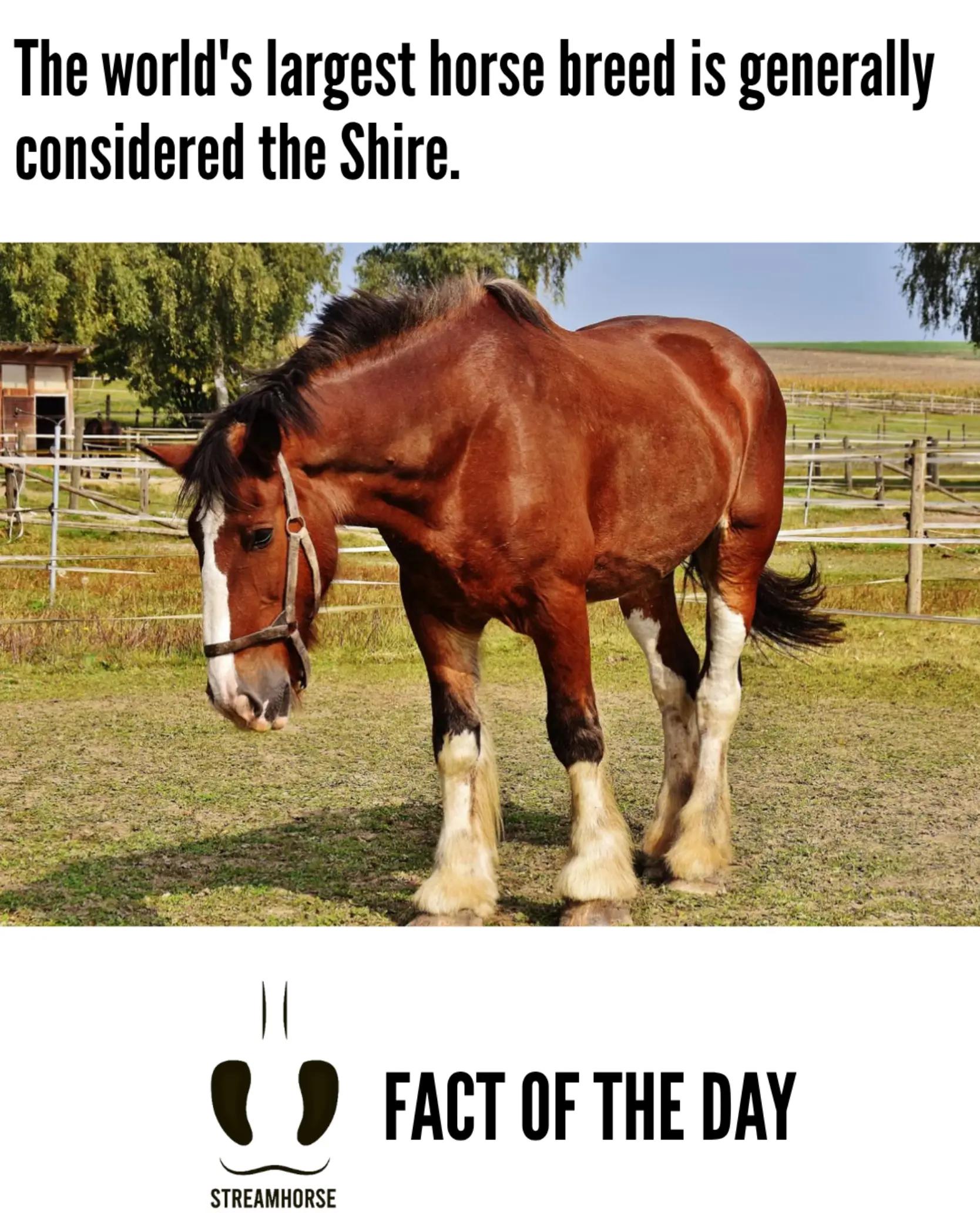 @streamhorse