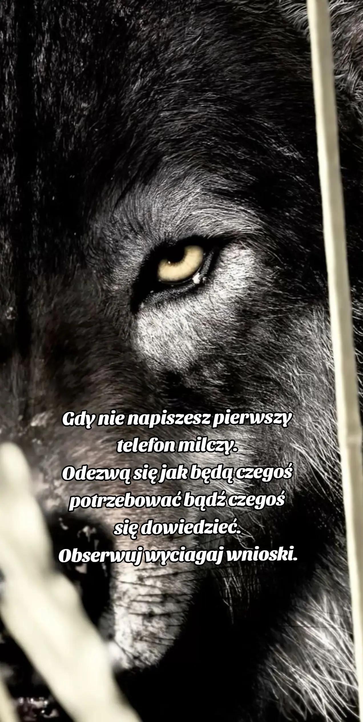 @Samotny Wilk 🐺🐦🔥♈