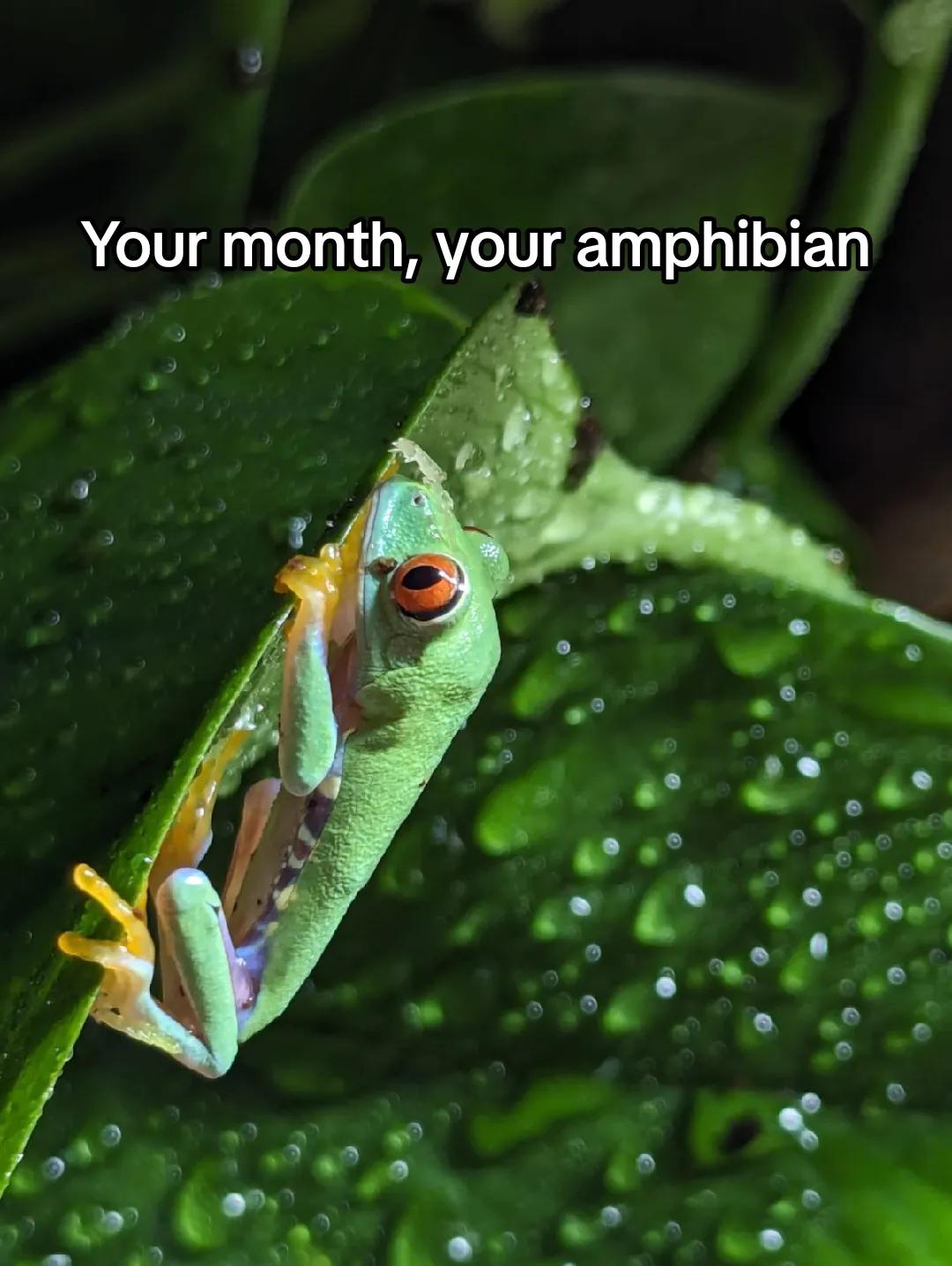 @Odds & Frogs