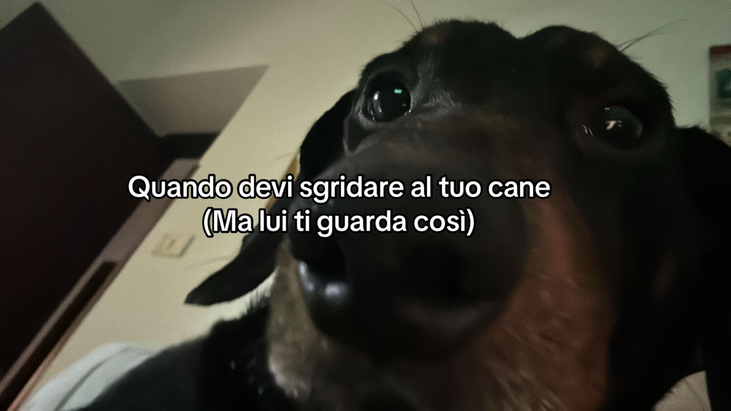 @BLOODISSIA