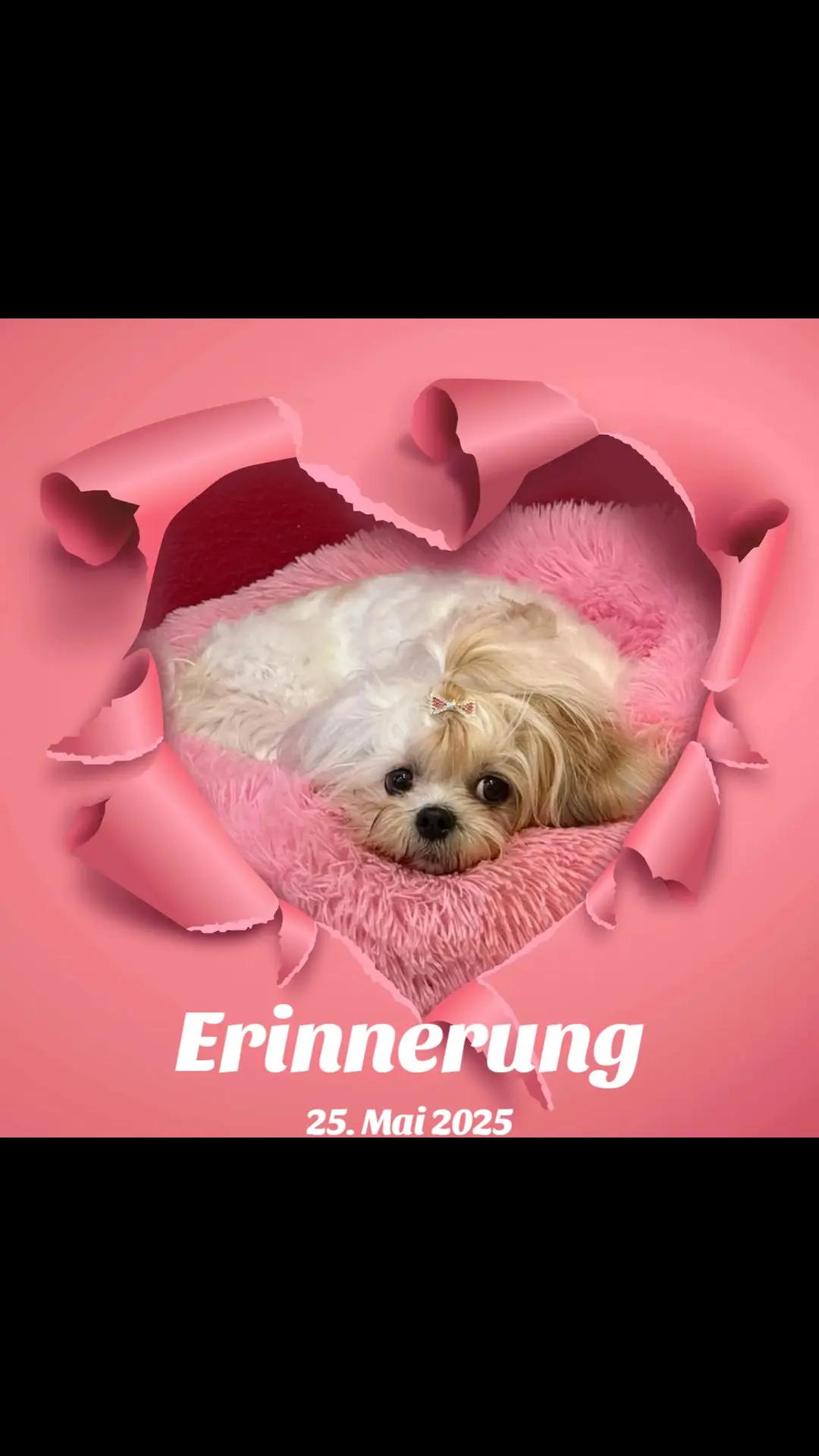 @Fitness f&uuml;r Pfoten