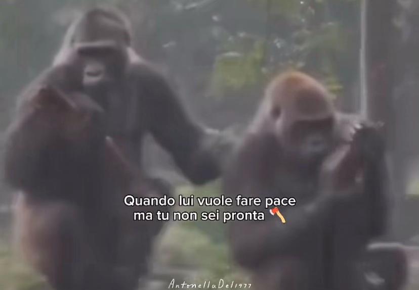 @rosariorizzolo578