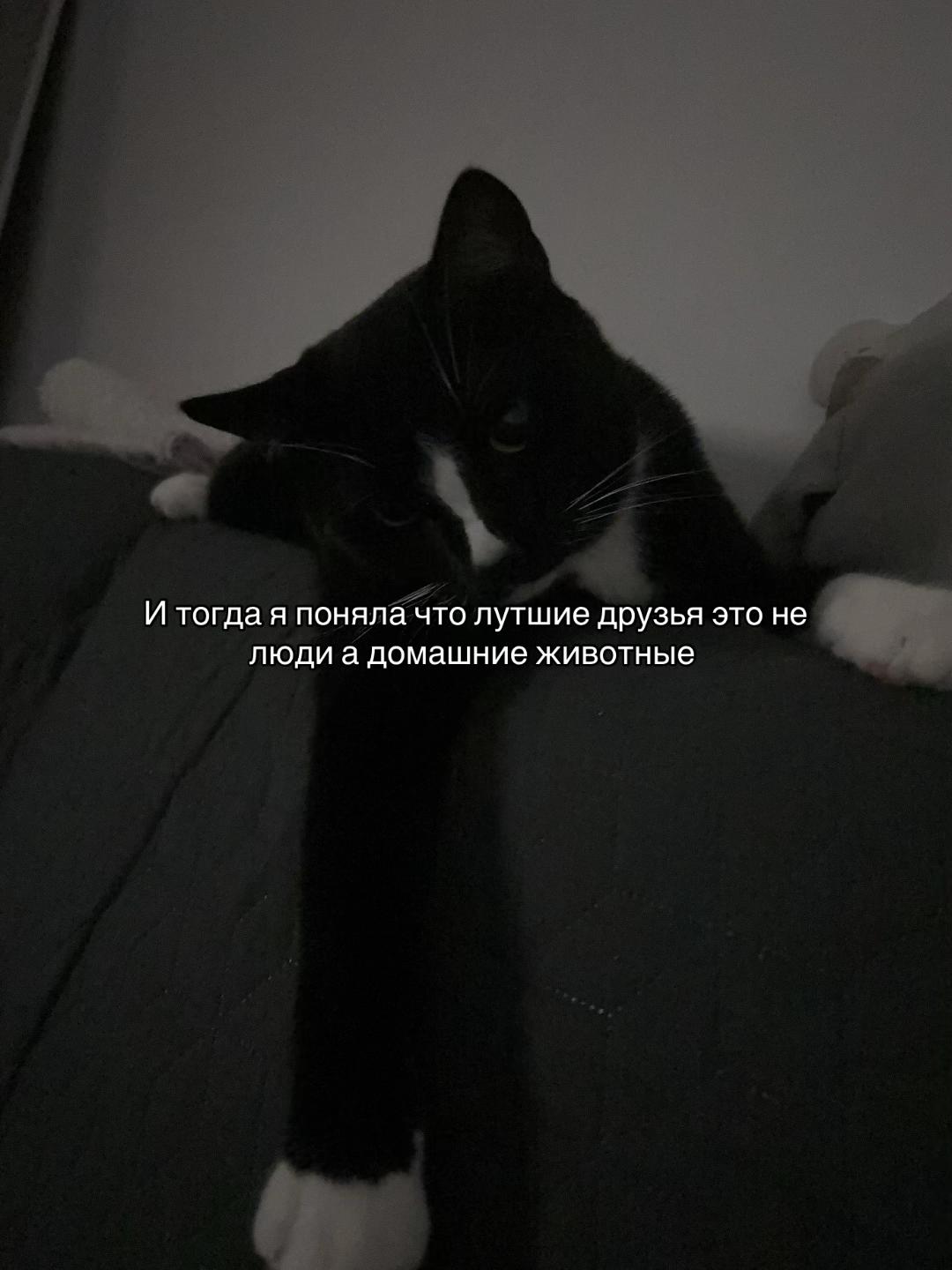 @Тгк:Фоняфа🎀✨