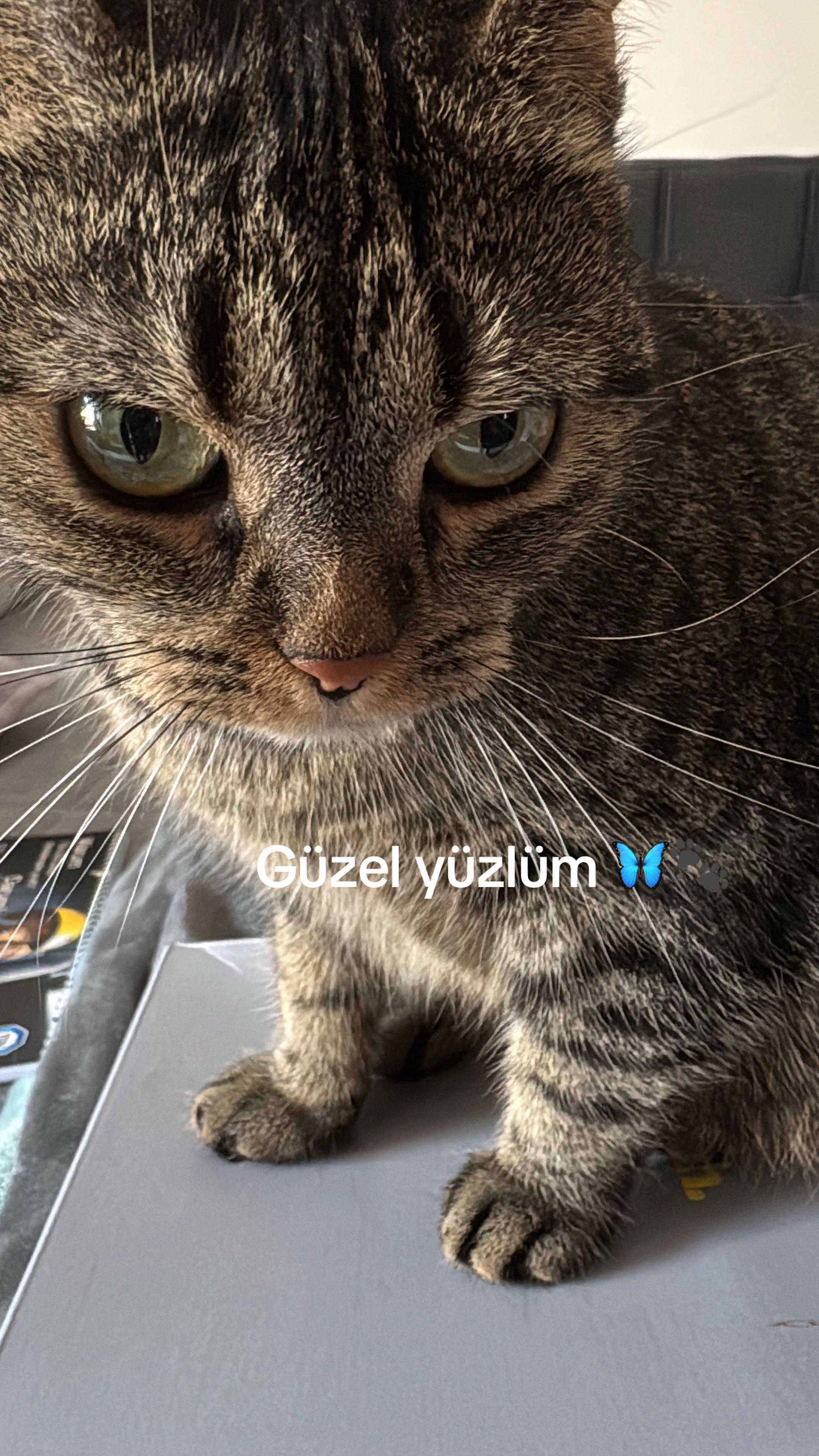 @🐾MILKAM🖤WHISKEYM🩶🐾A❤️🫂