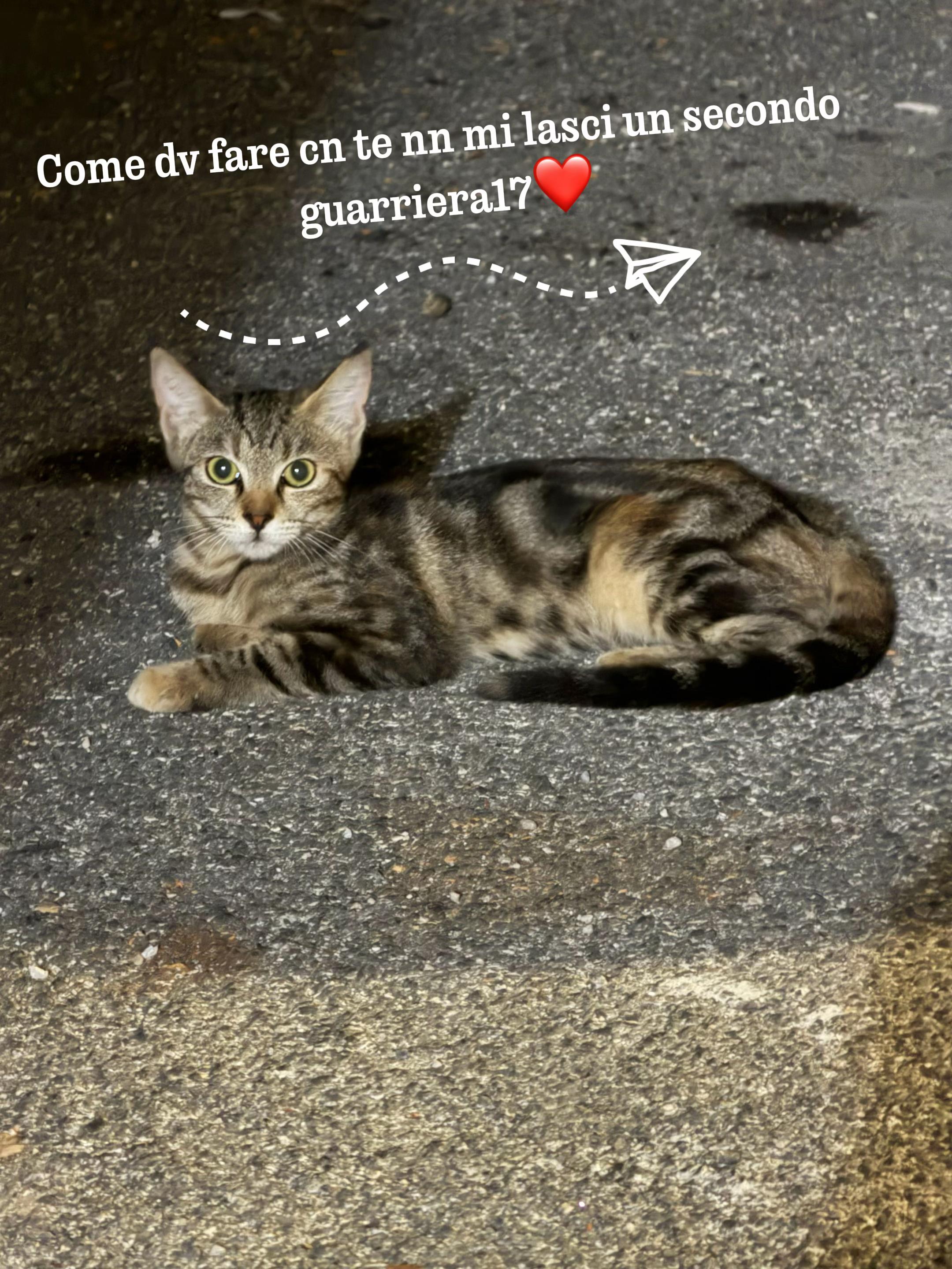 @guarriera17