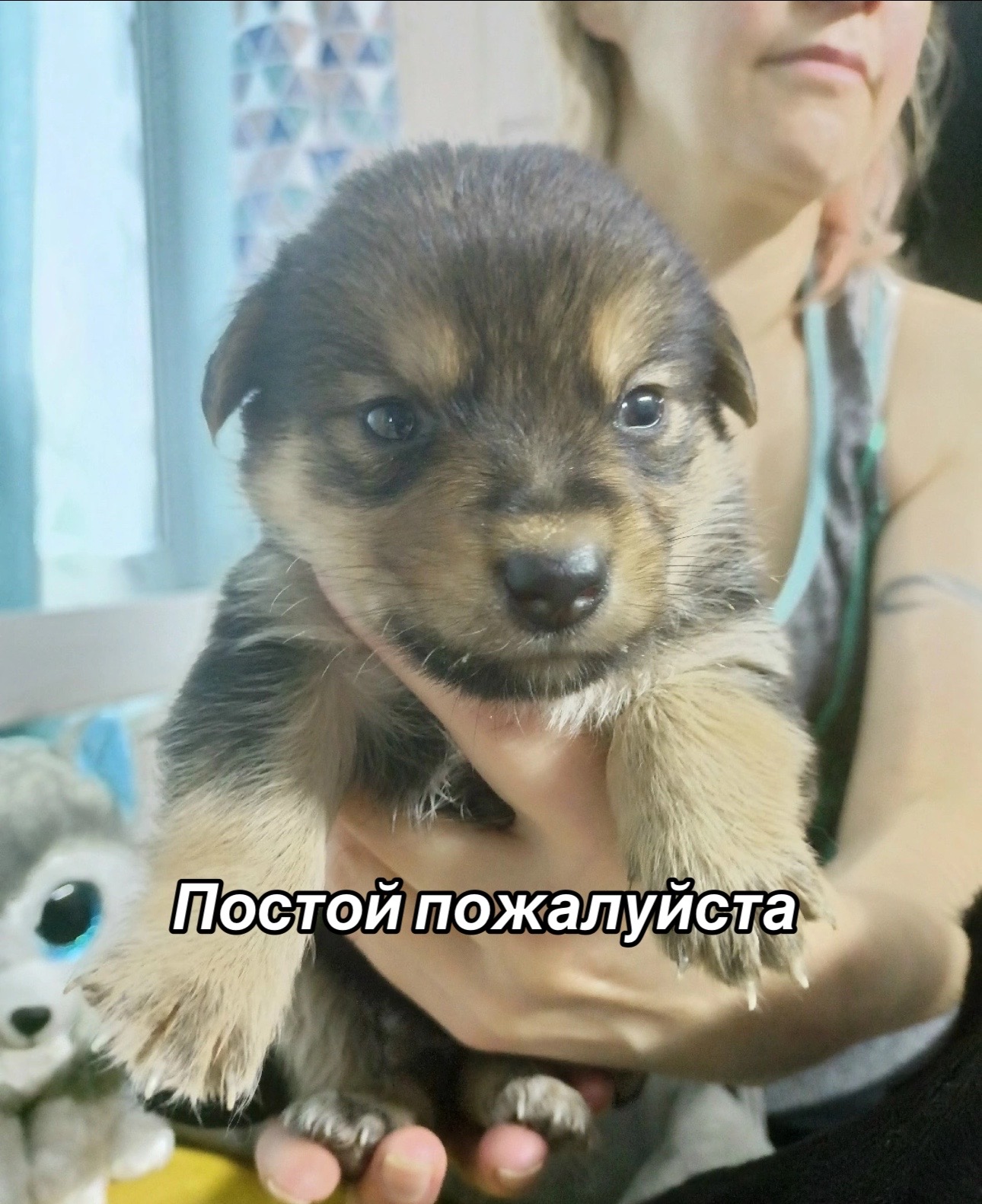 @Приют Потеряшка