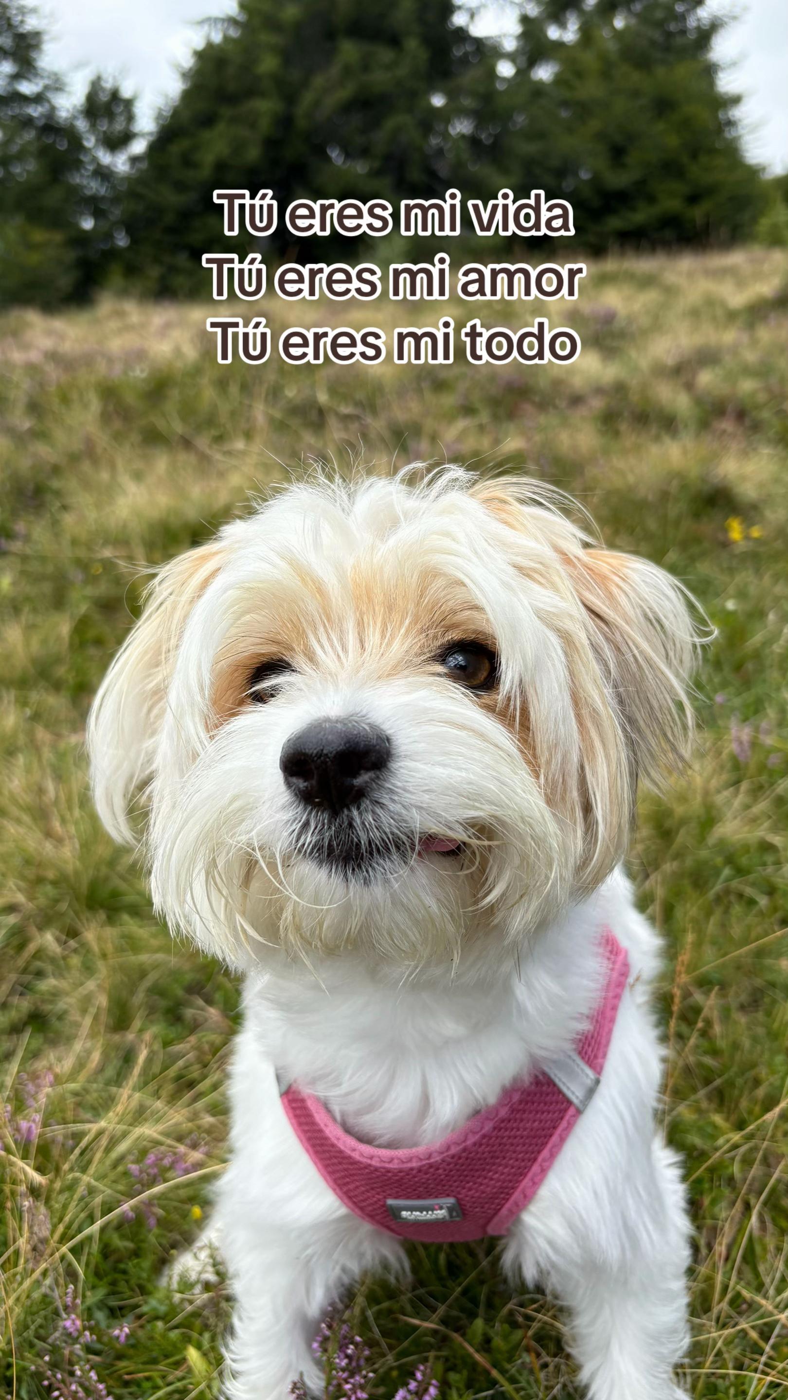 @lisetta