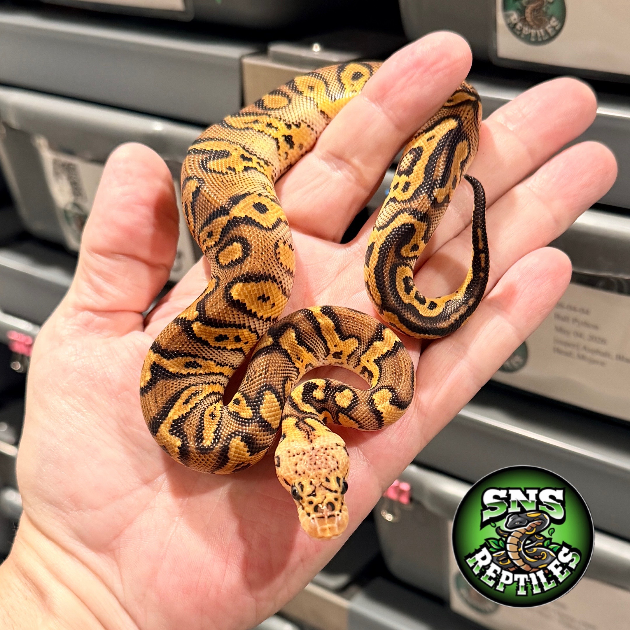 @SNS Reptiles